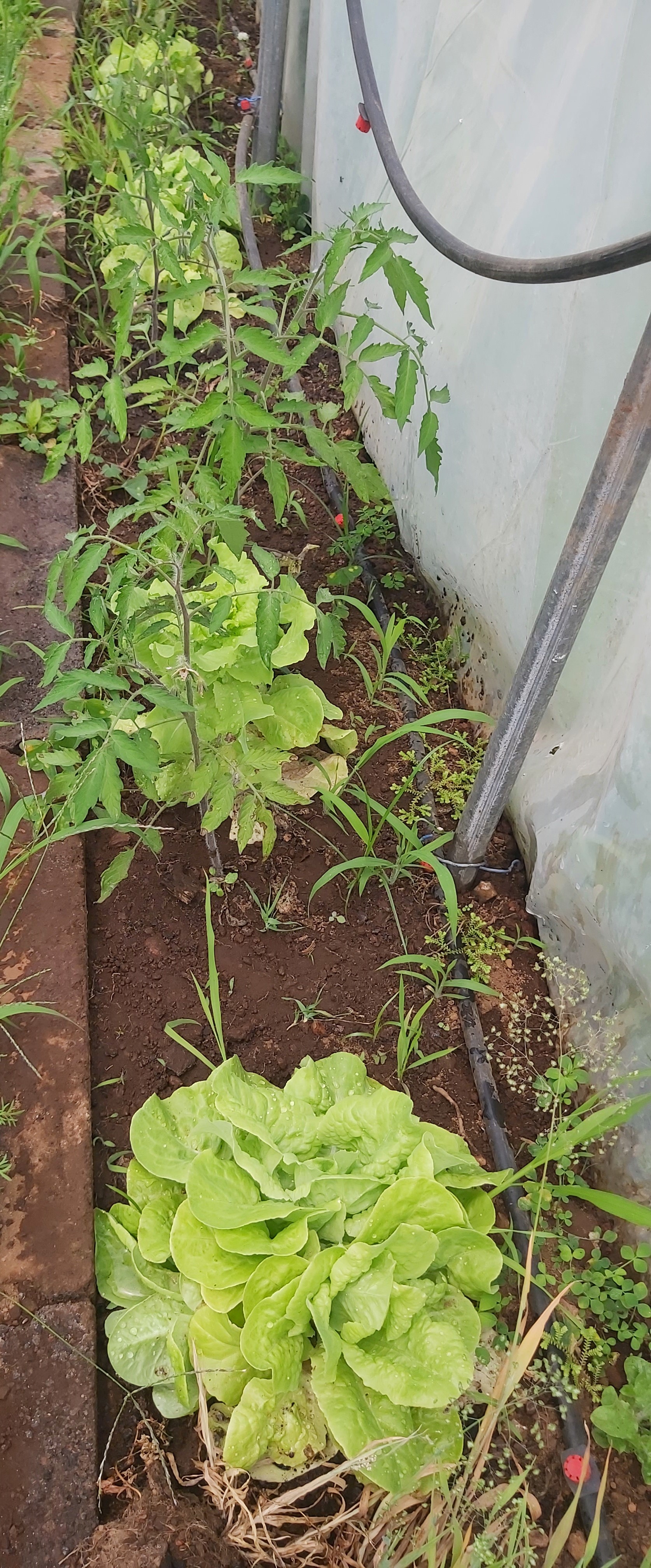 Plantio de Tomates e Alfaces