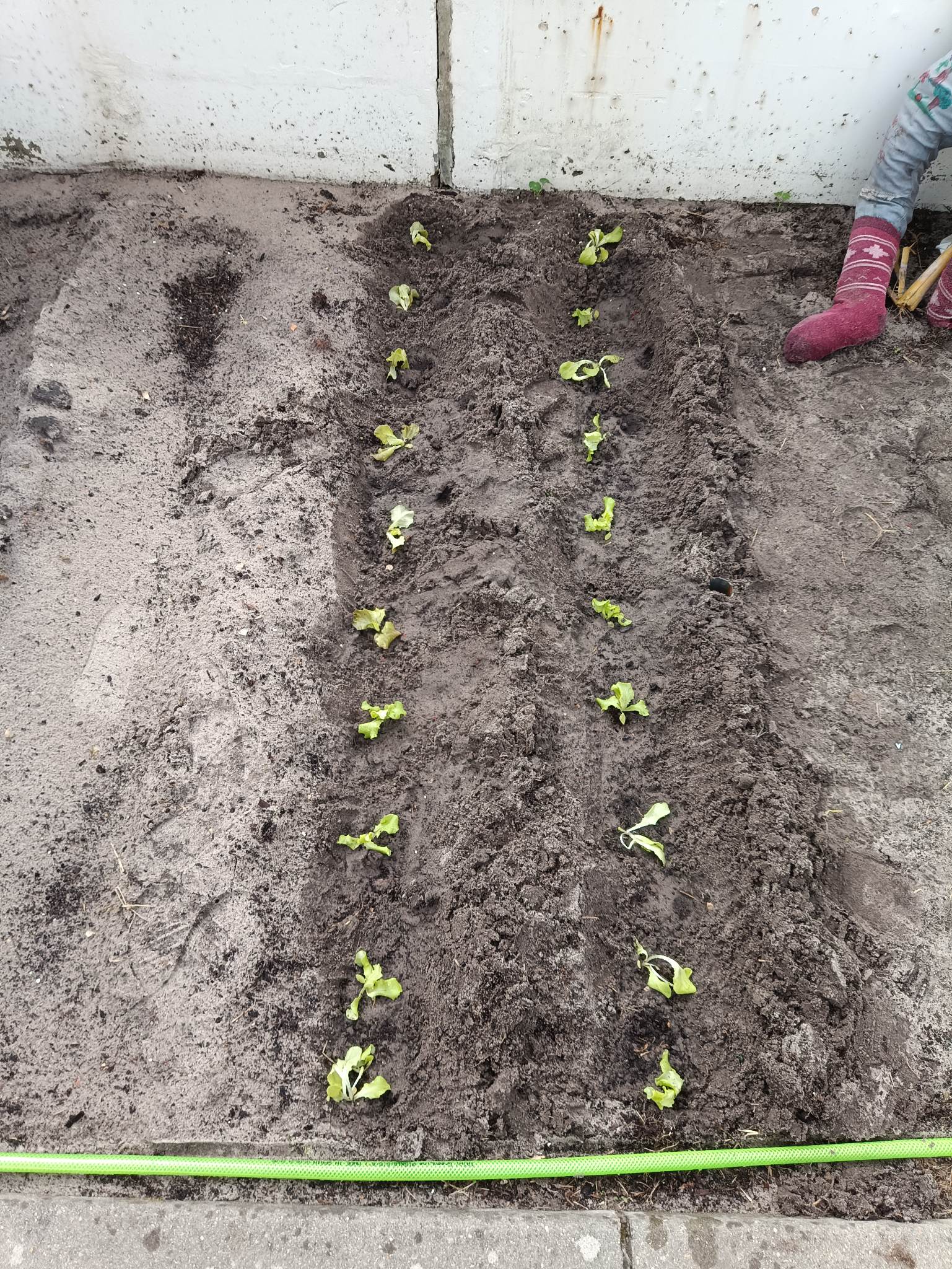 Colocação de alfaces, favas, morangos, e outras sementes como girassol, flores, etc.