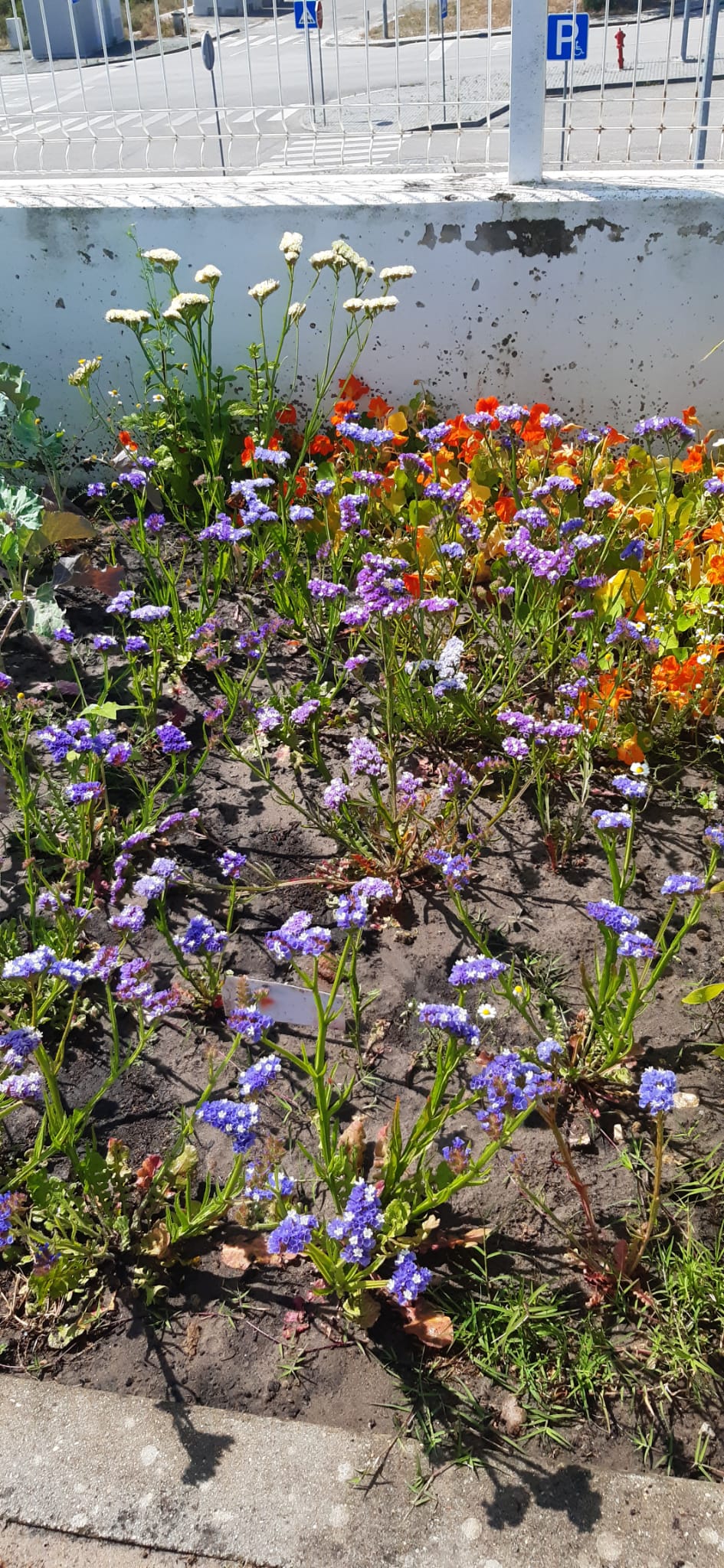 As flores também deram cor na nossa horta bio e multicolorida!