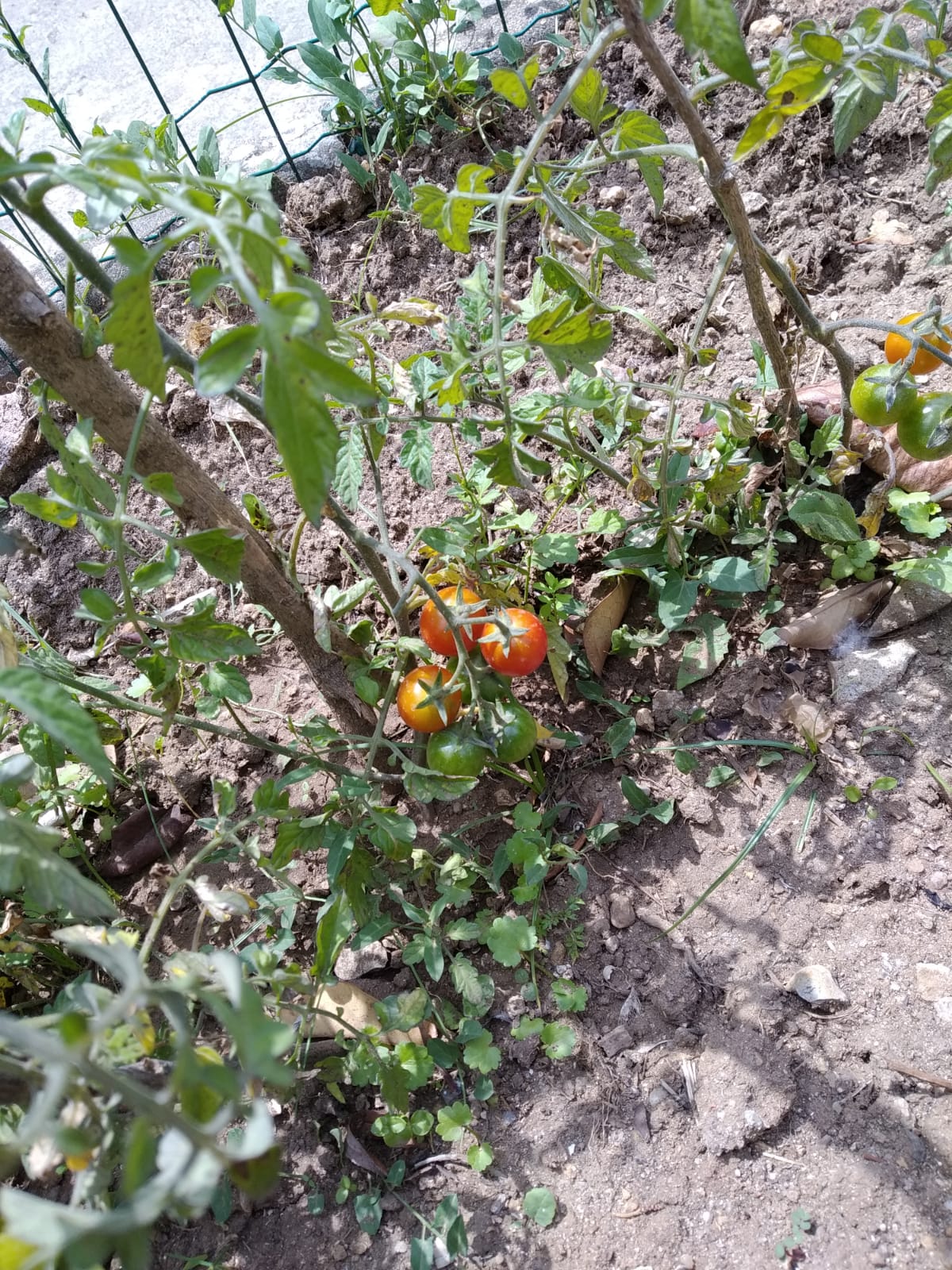 Tomates- Os tomates depois de maduros formam apanhados, lavados, divididos e comidos pelos alunos encarregues de tratar da horta.