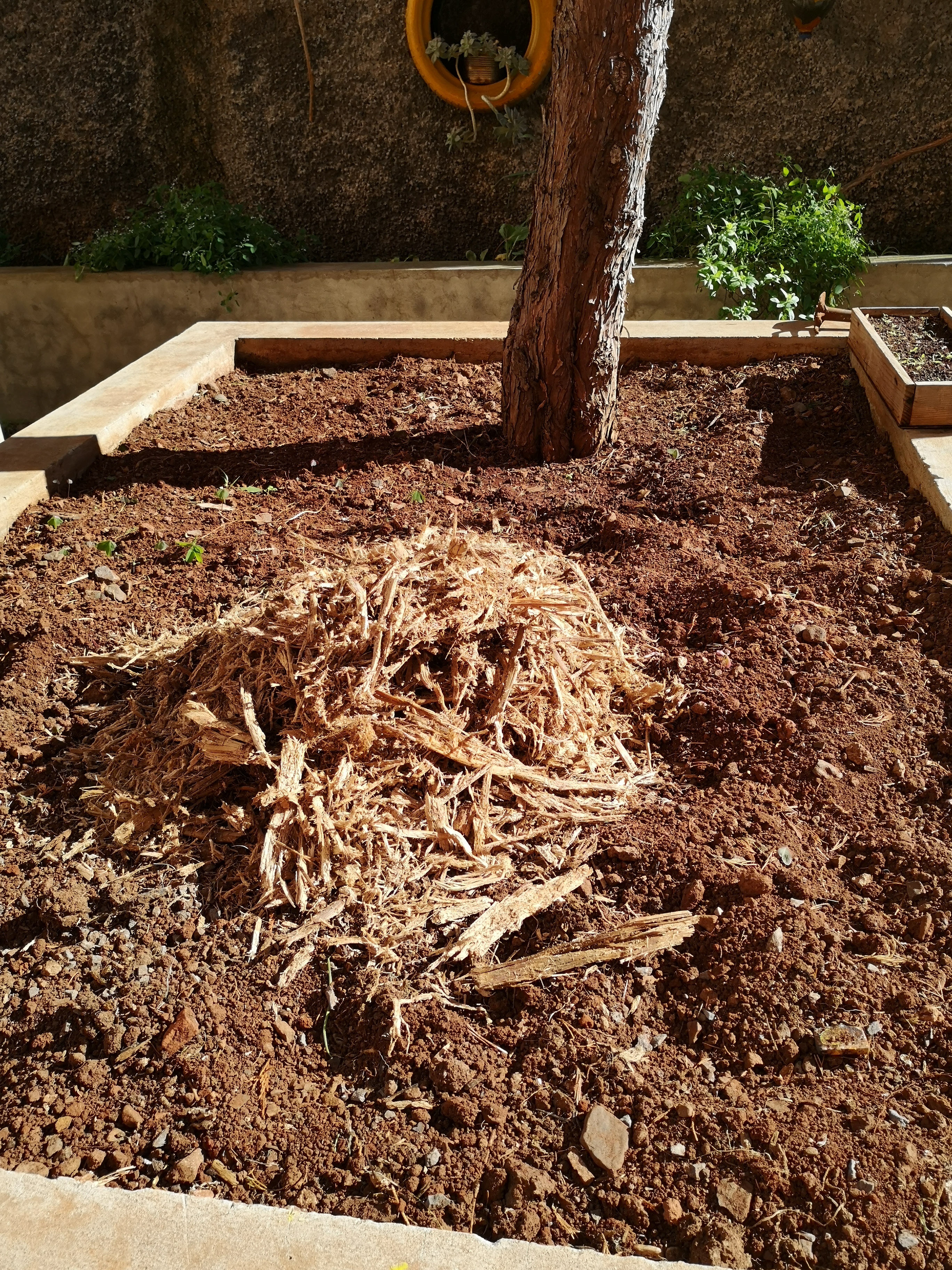 Adição ao solo dos canteiros de palha de cana de açúcar e adubo de cabra.