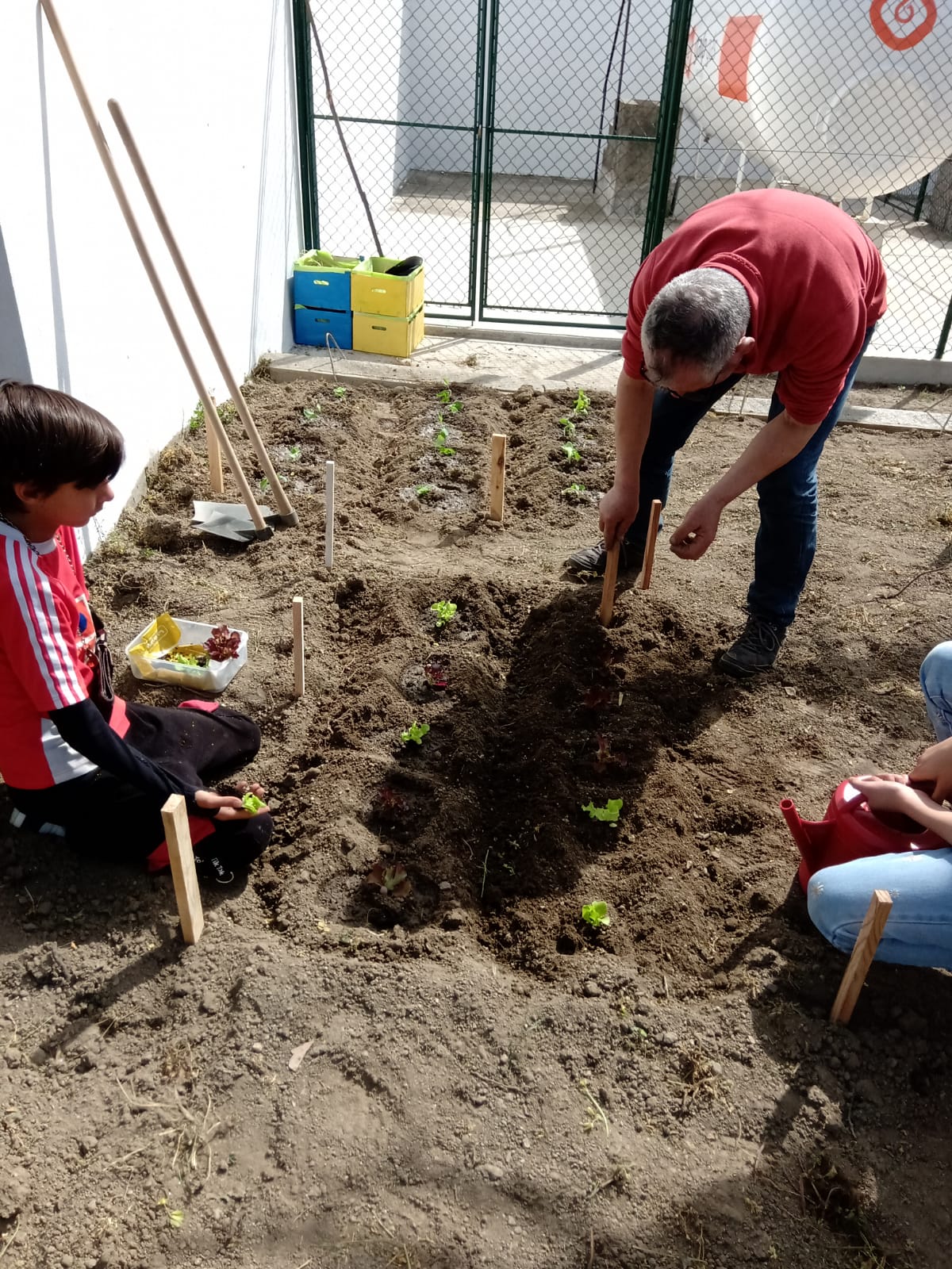 Logo que a horta ficou pronta iniciámos os trabalhos de plantação, neste caso, das hortícolas. Envolvemos, preferencialmente, alunos abrangidos por medidas de suporte à aprendizagem e inclusão.