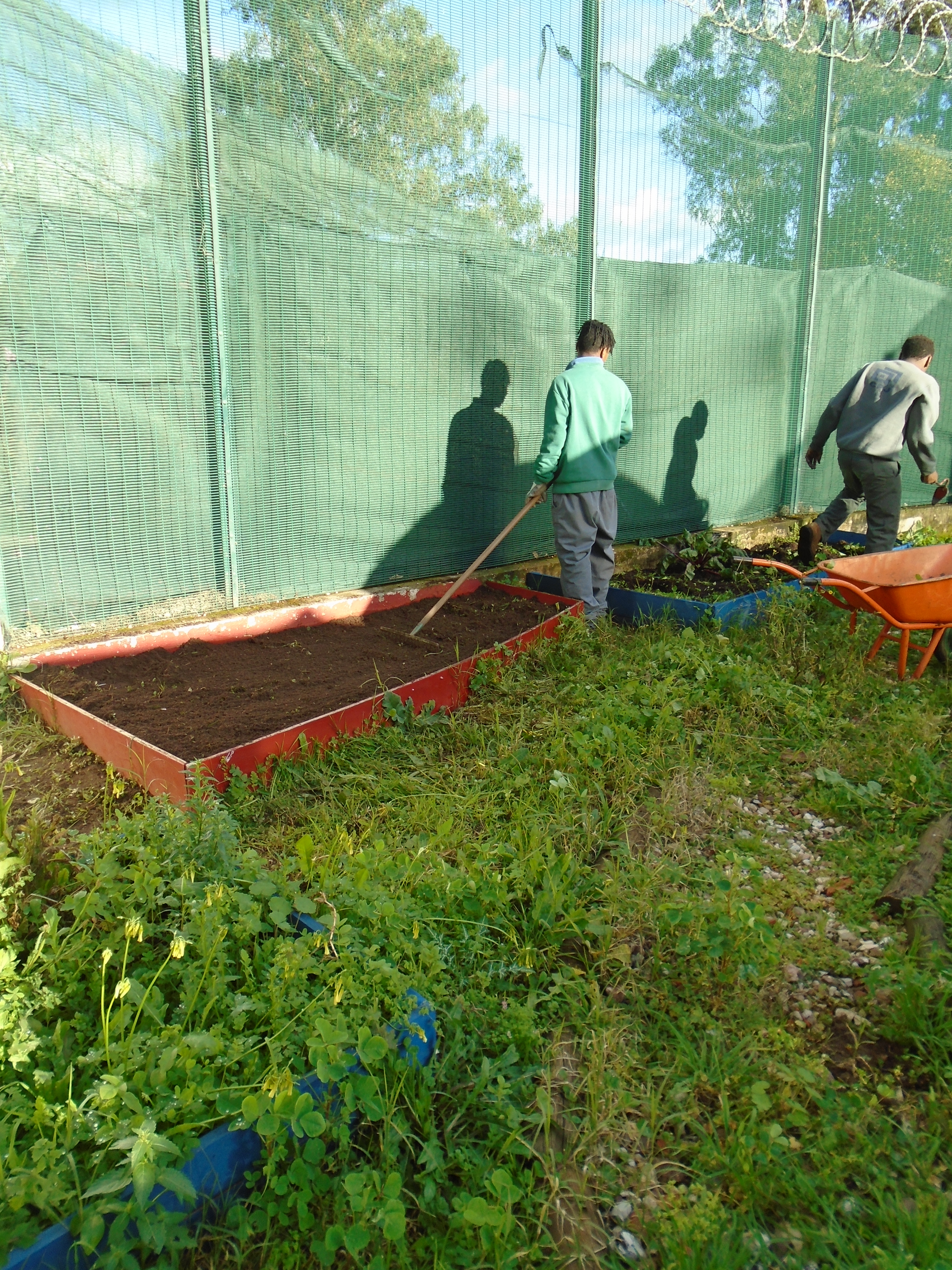Fotografia 3 – Limpeza / eliminação de ervas infestantes e regularização do solo nos canteiros destinados à plantação de hortícolas.