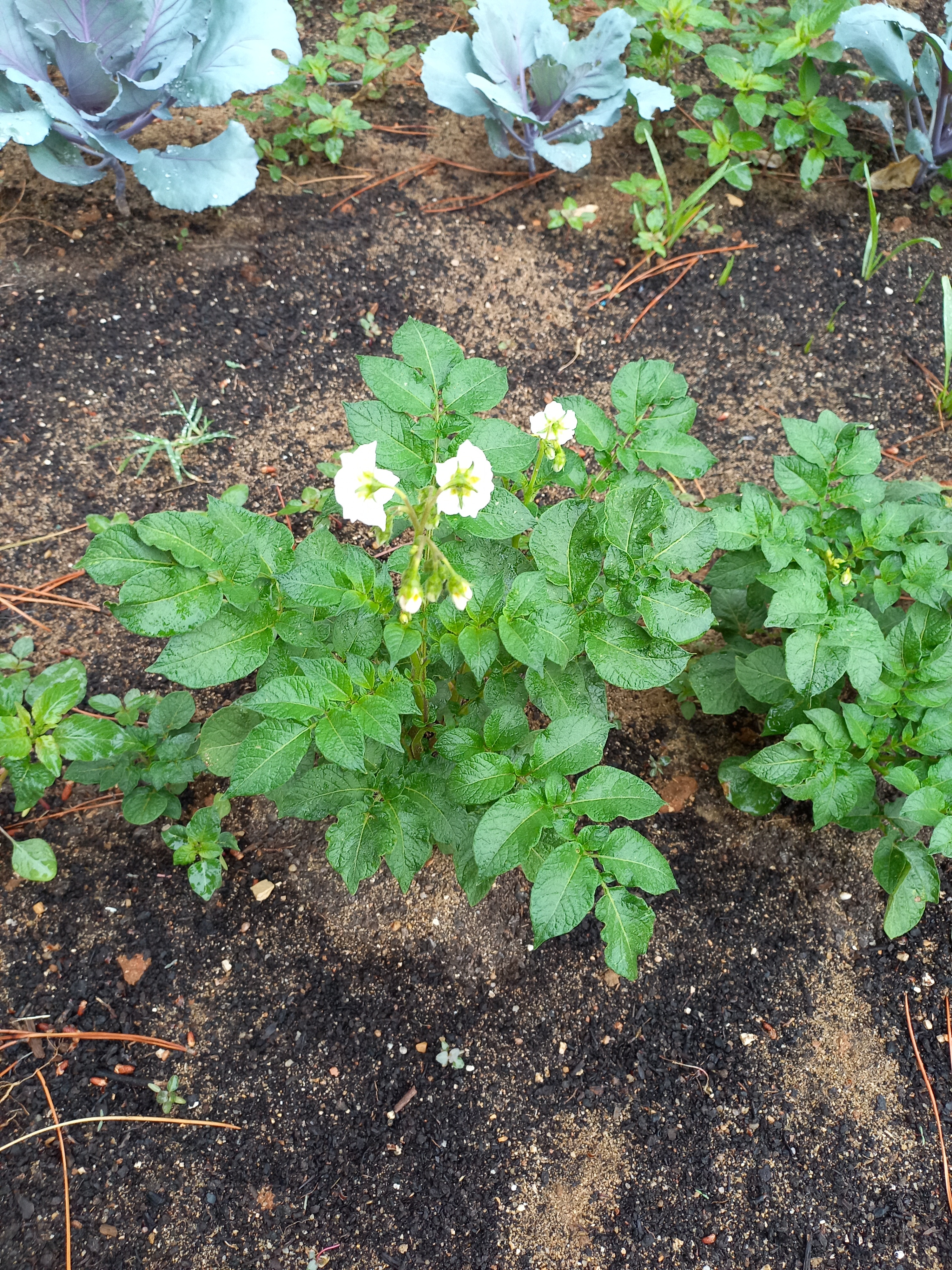 As batatas já têm flor e estão bem crescidas.