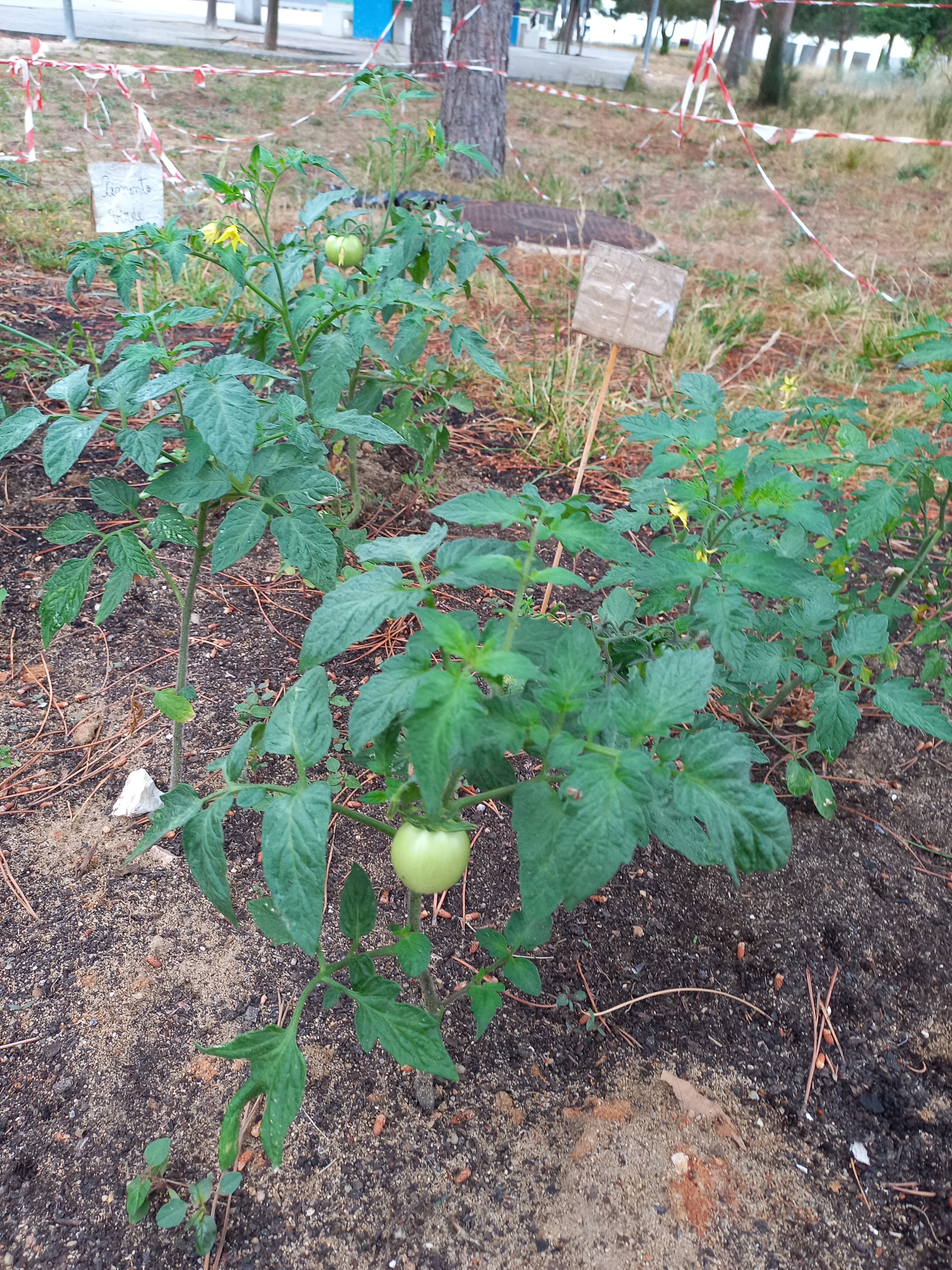 Na horta também pudemos encontrar um tomate.