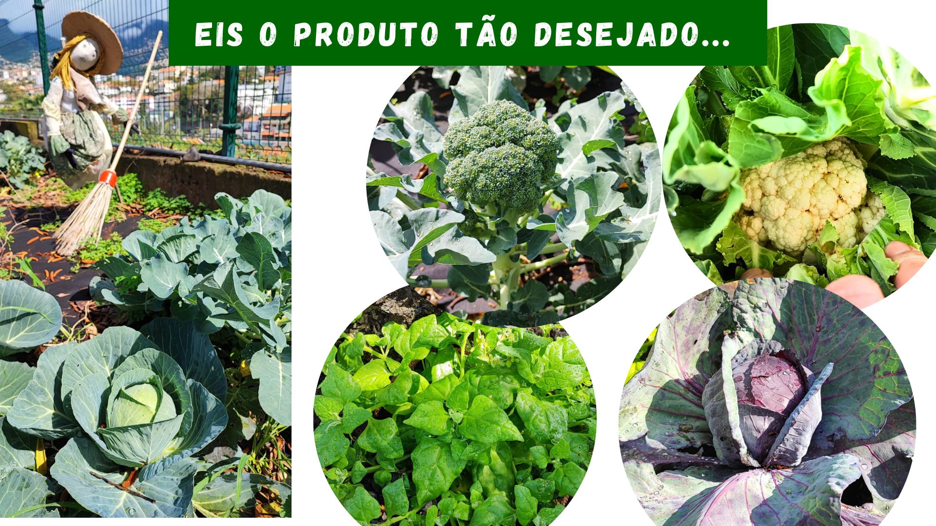 Exemplo dos vários produtos que são cultivados na horta e tratados pelos alunos.