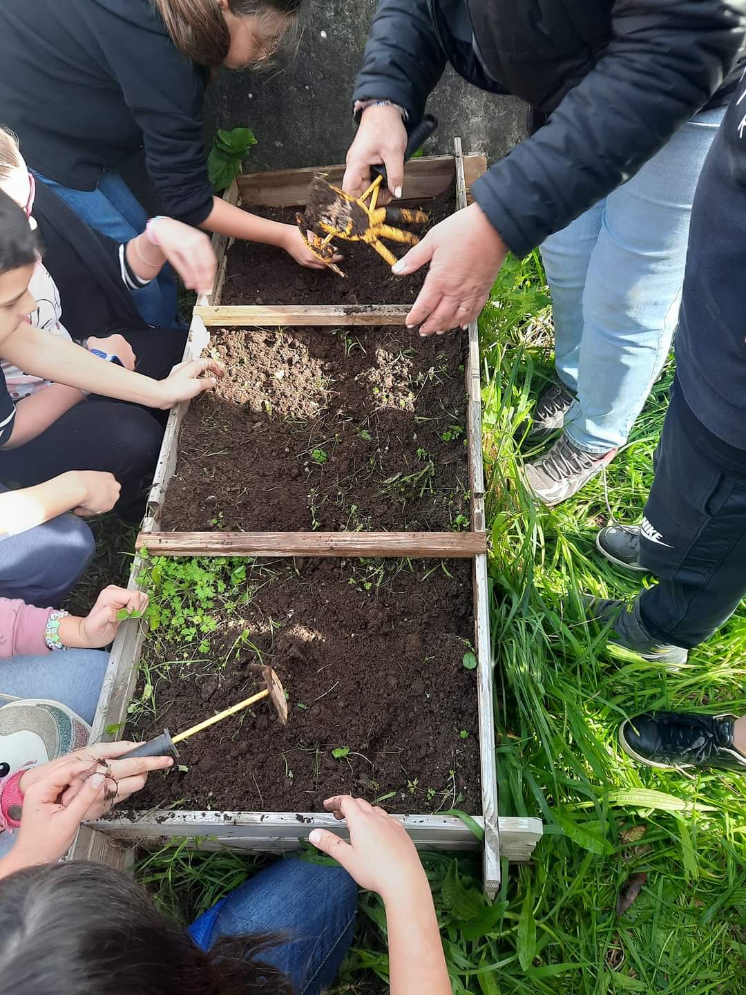 Os alunos semearam sementes de nabos e cenouras.