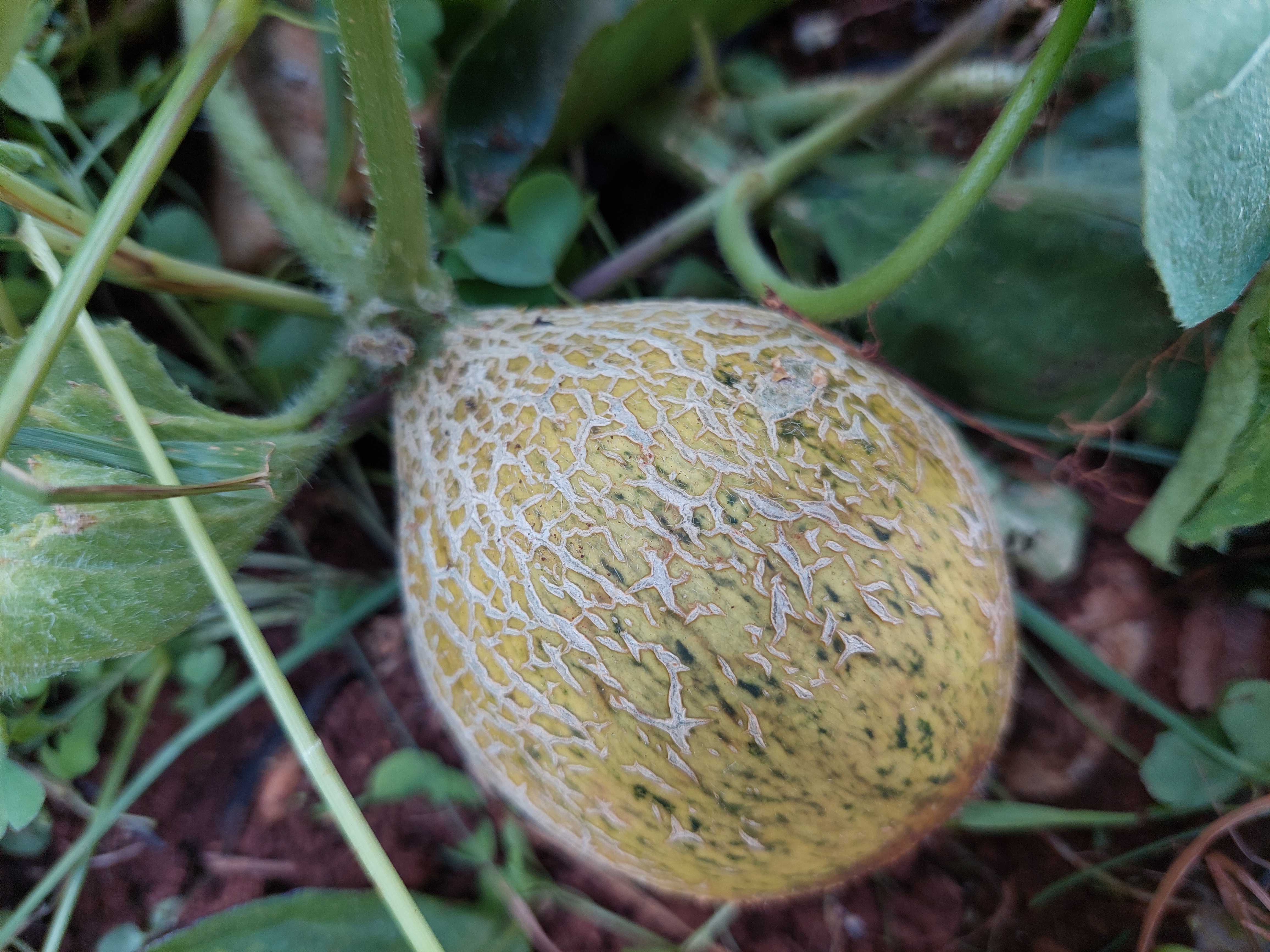 Meloa, 
fruto que é raro desenvolver-se nesta zona