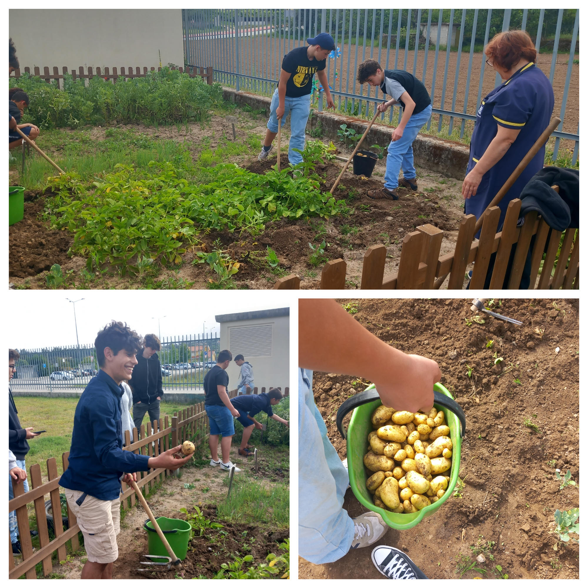 Horta da EB1- Recolhendo o semeado...batatas