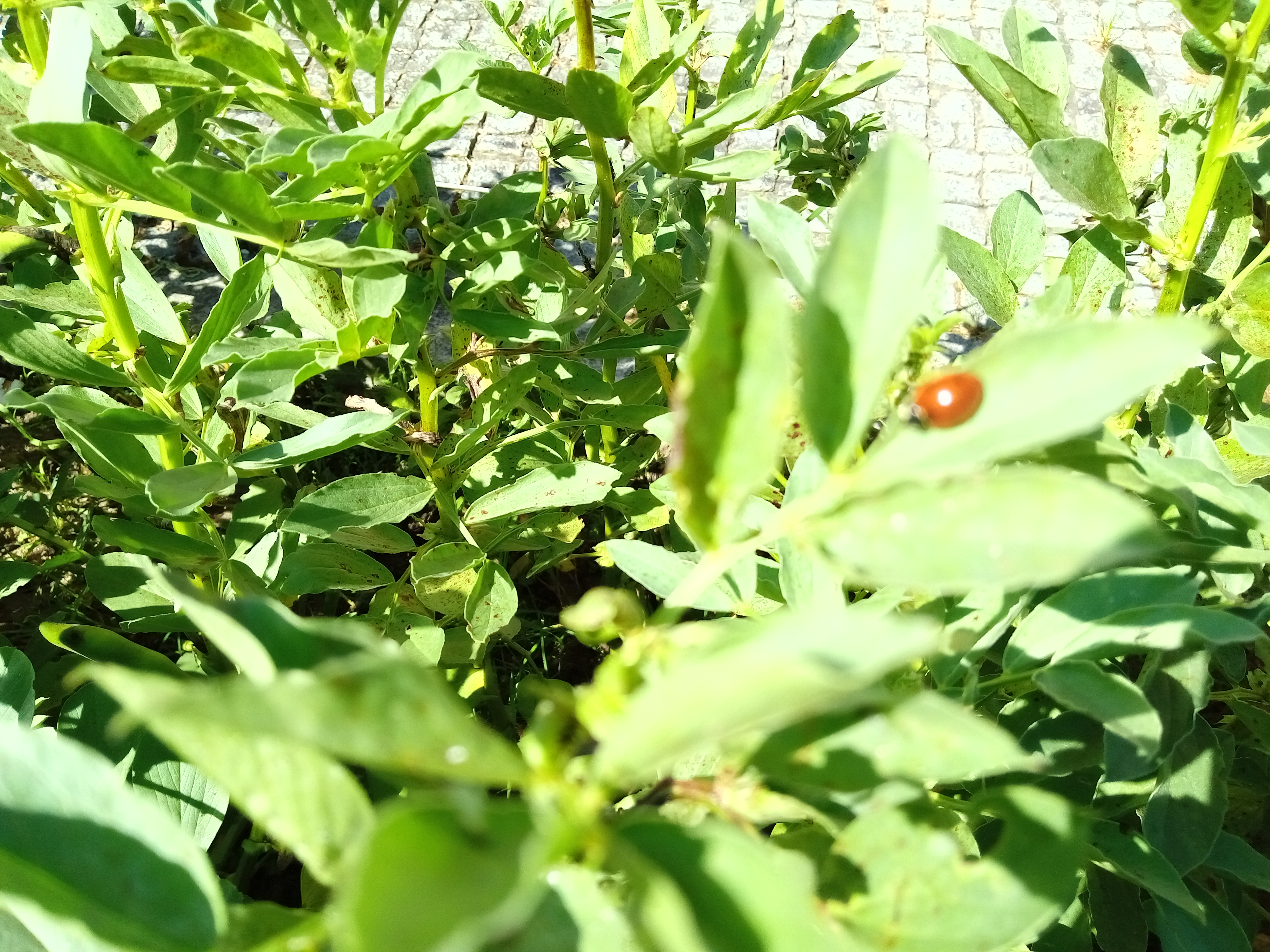 A nossa horta é habitada por muitos insectos, nomeadamente joaninhas, muito importantes no combate às pragas de afídeos.