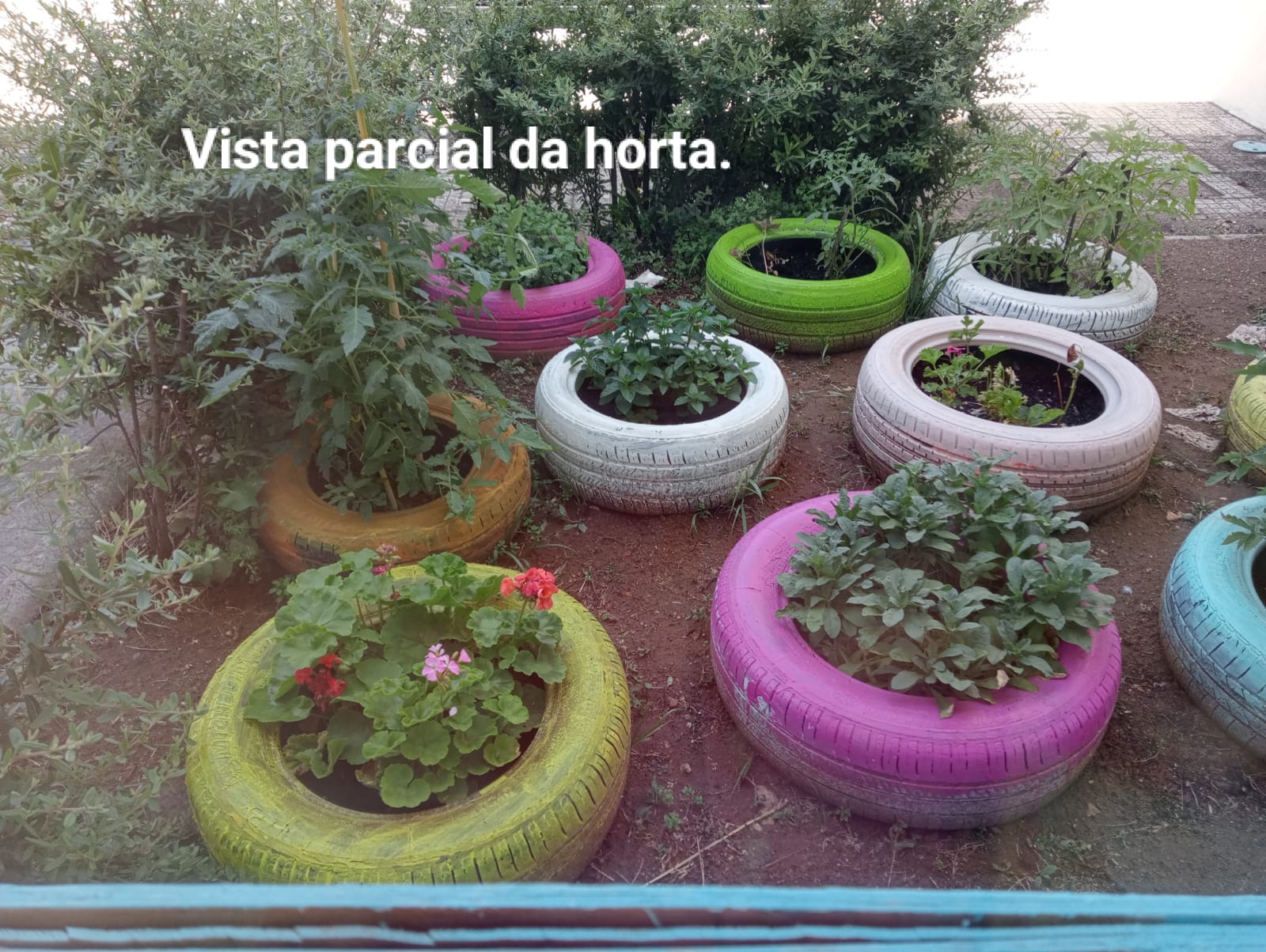 A nossa horta realizada com pneus pintados pelos alunos da Unidade.