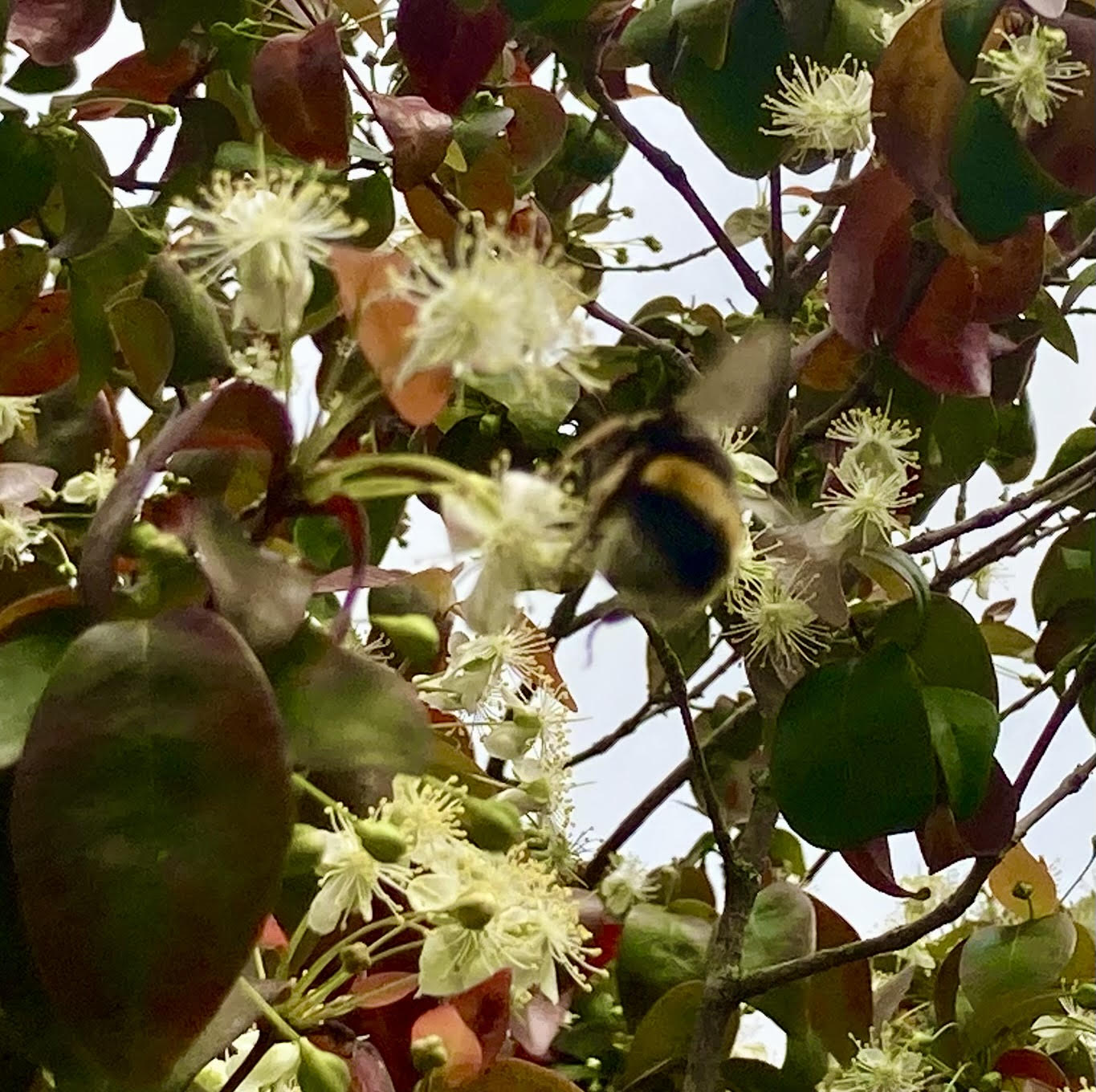 Pitangueira junto à sebe da Horta mandala em plena floração e abelha em polinização