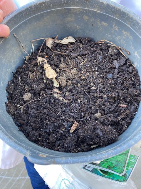 Preparação do solo- adicionar composto natural à terra, antes de fazer a sementeira.