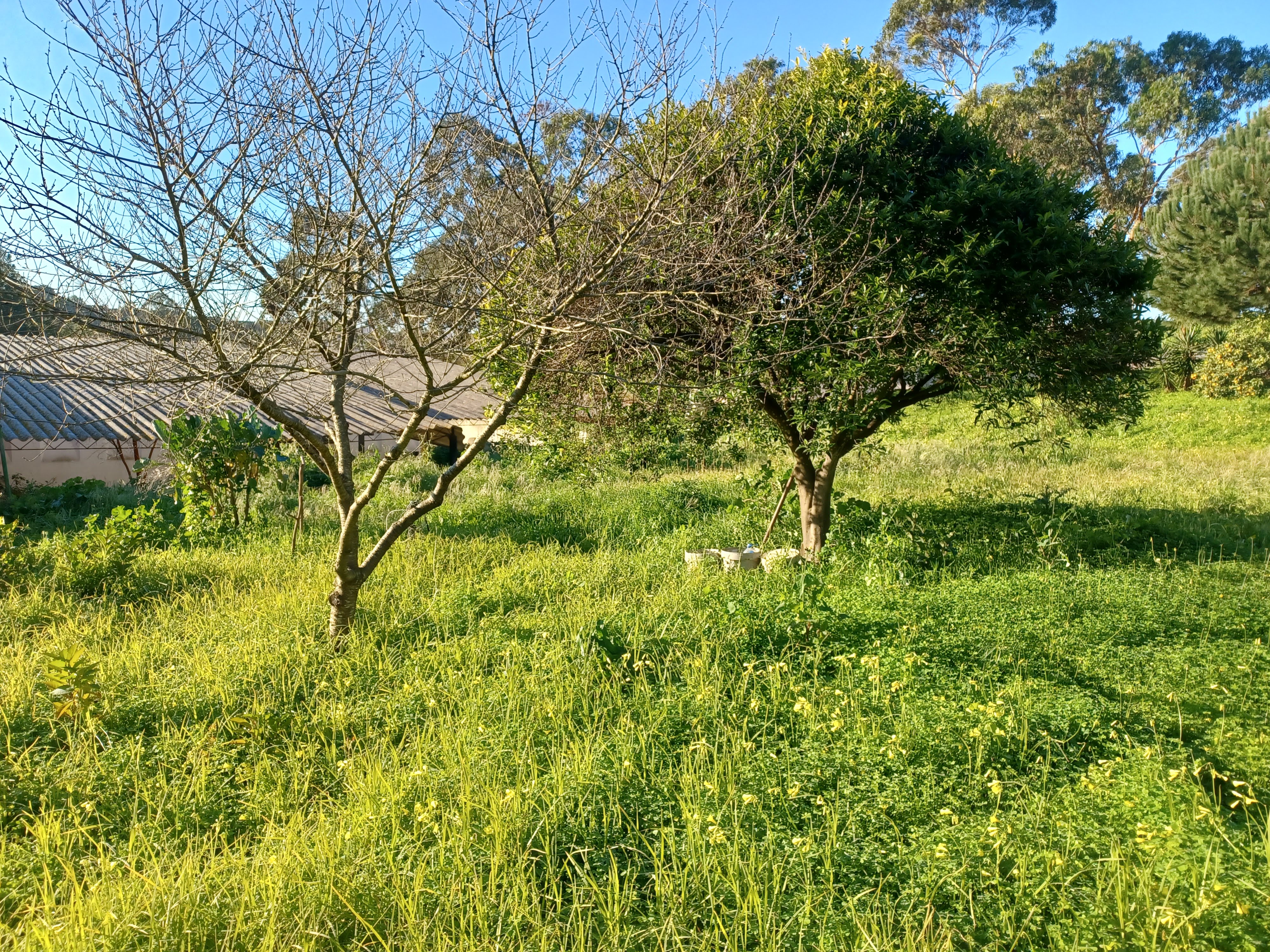 O terreno foi utilizado como horta até ao ano letivo de 2018/2019. Com a pandemia, deixou de ser cultivado. Possui algumas árvores de fruto e couves antigas.