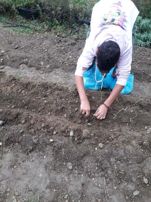 Plantar cebolo