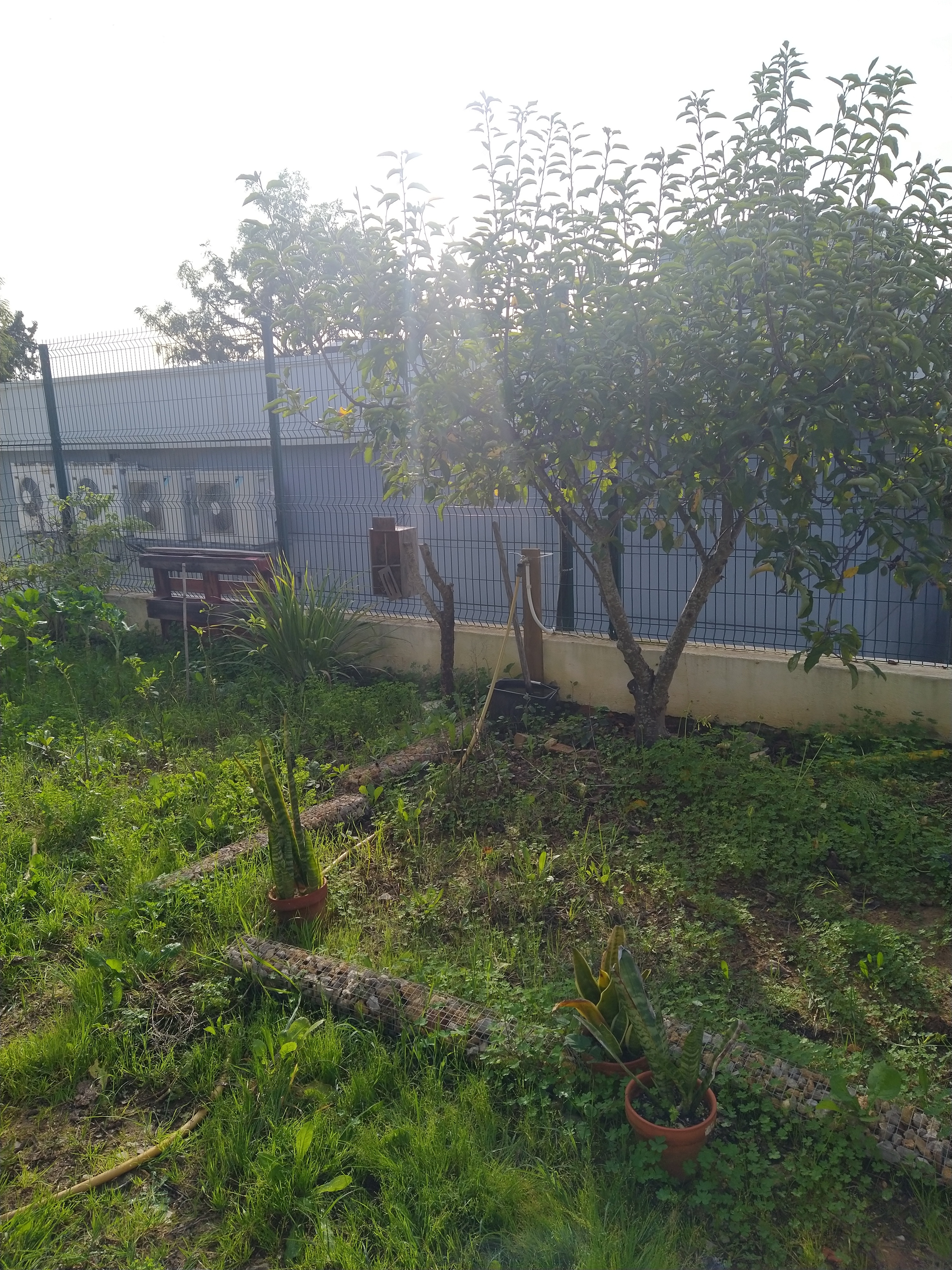 A Horta da Escola Básica e Jardim de Infância da Correeira antes da intervenção no âmbito do Projeto Eco-Escolas.