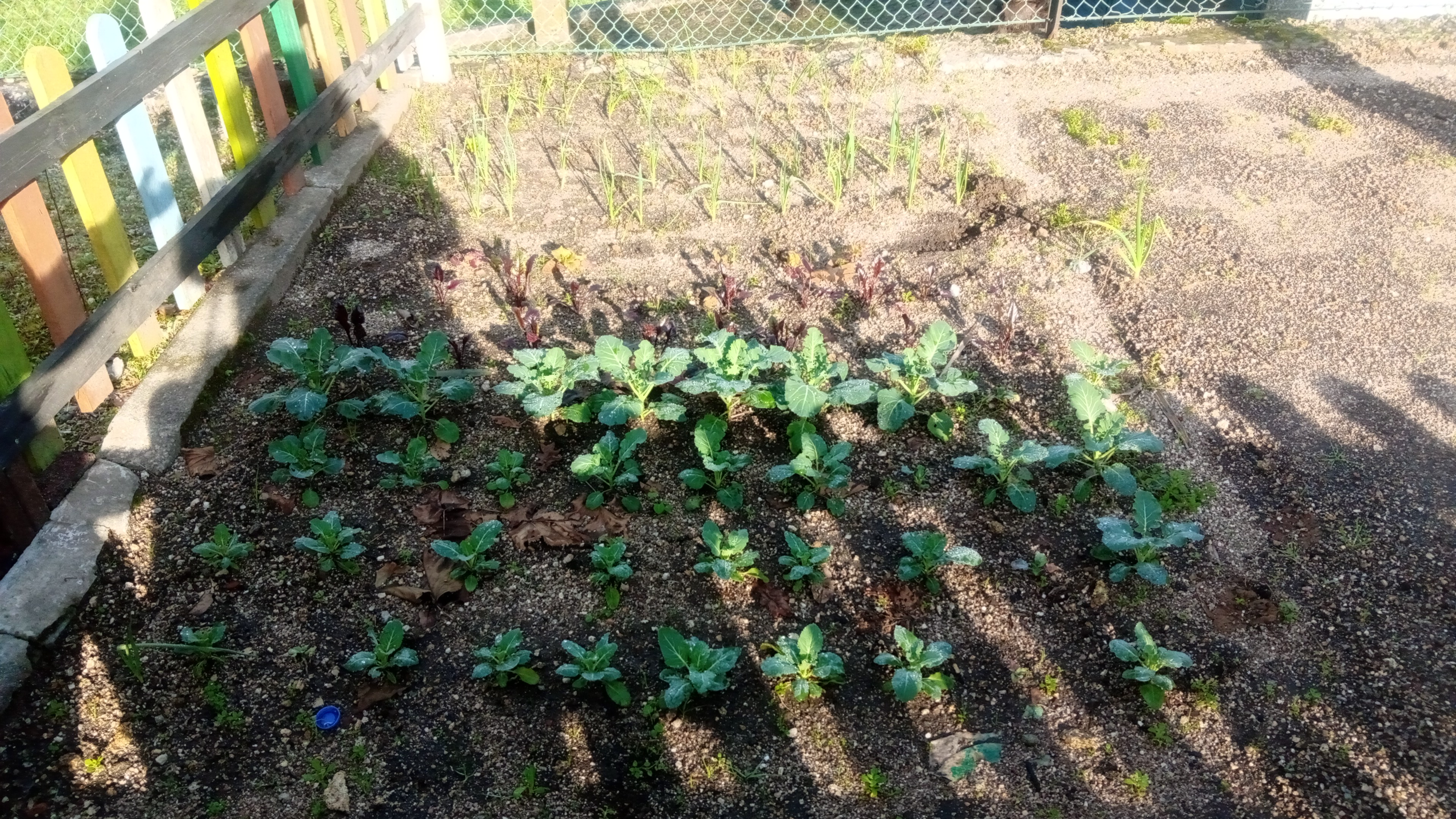 Crescimento dos legumes plantados na horta.