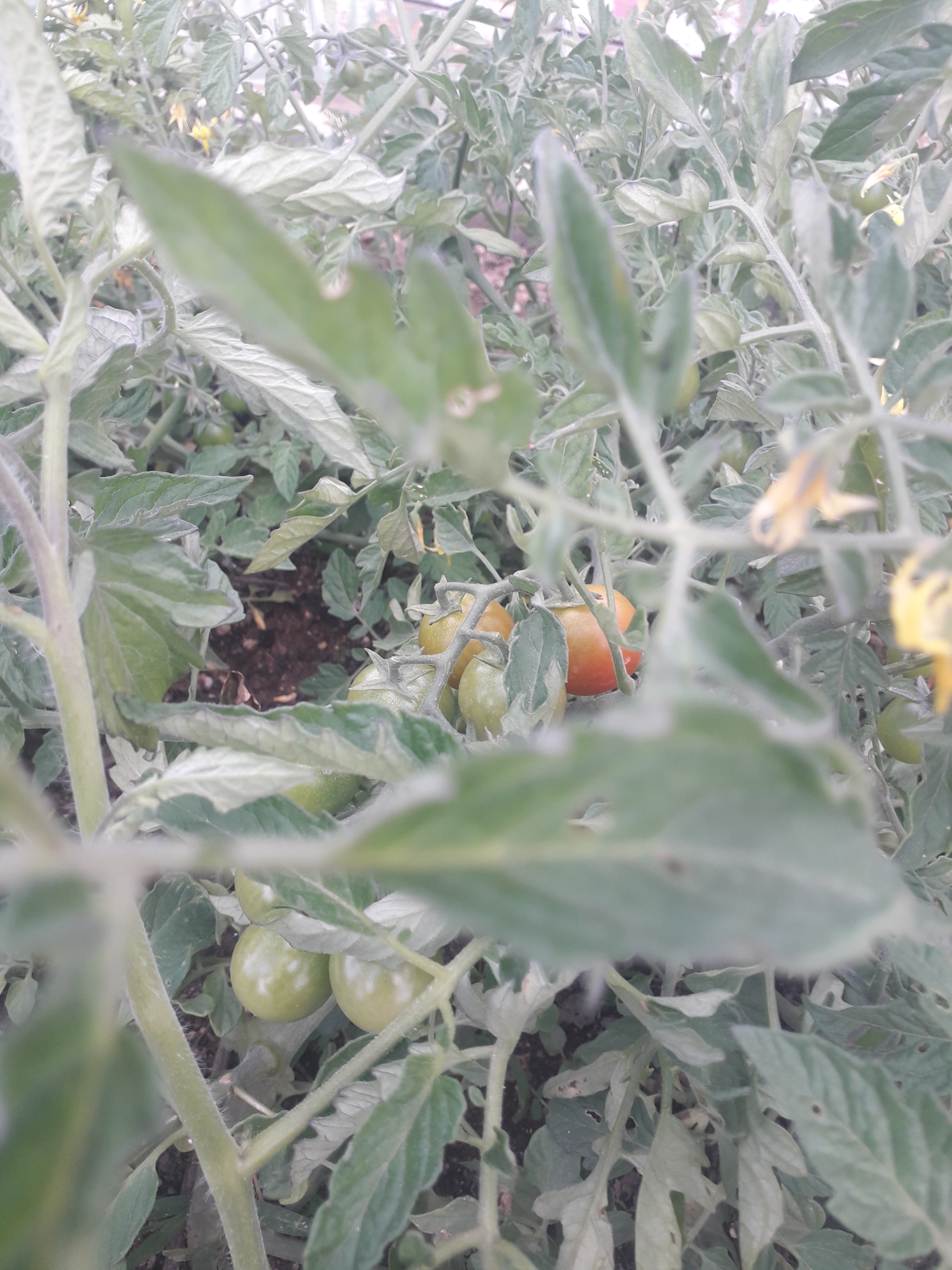 Desenvolvimento do tomate
