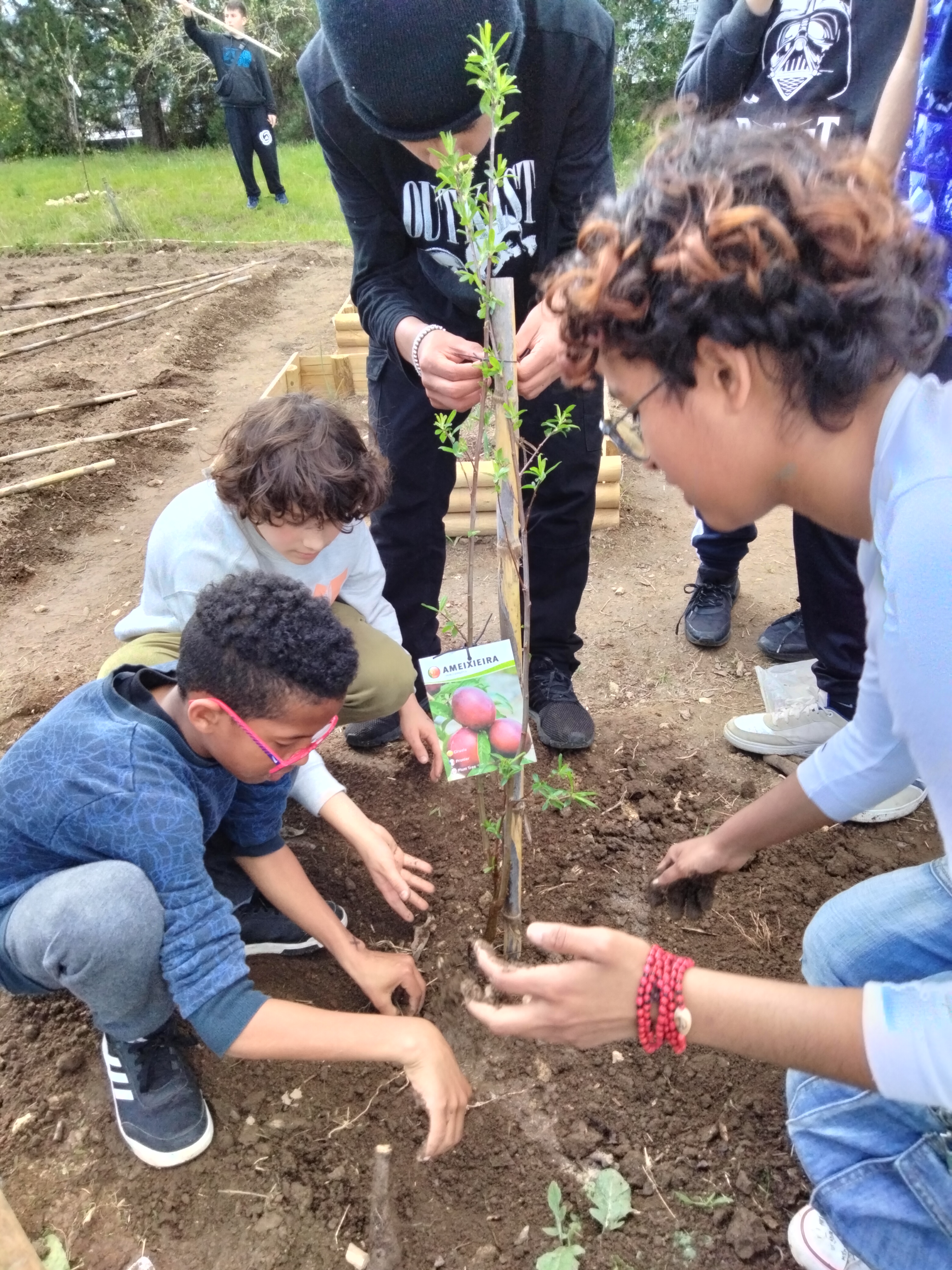 Plantação de ameixieira no dia mundial da árvore, pelos alunos do 7º Ano
