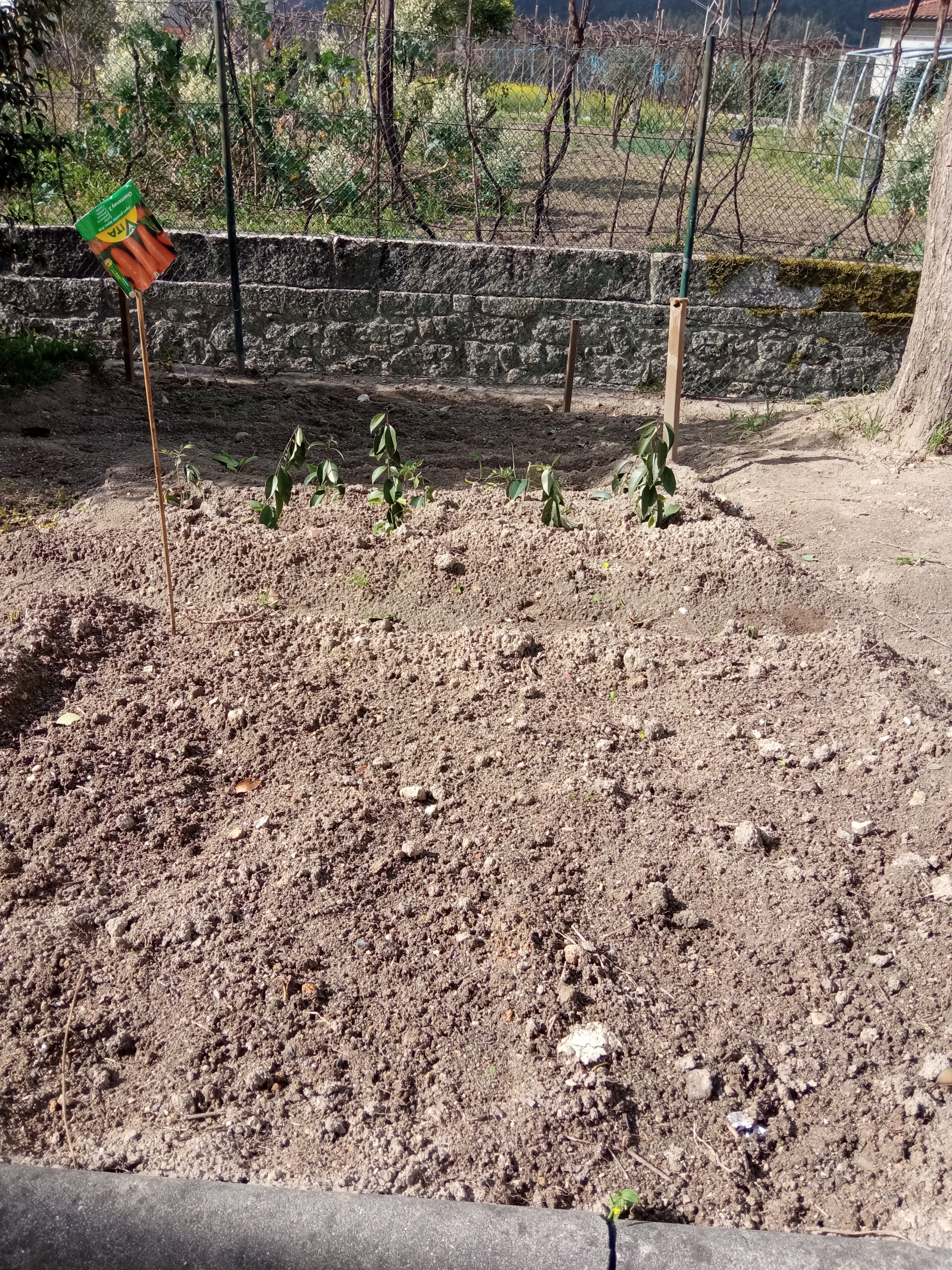 Aplicação do composto bio na horta.
Canteiro das cenouras.
