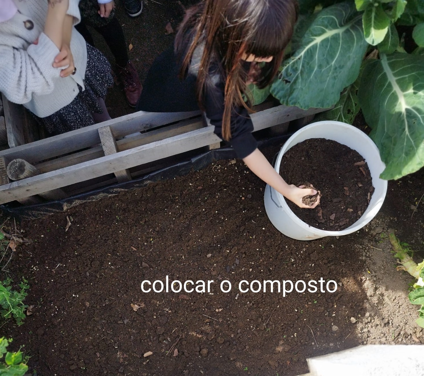 Fertilização do solo (para plantar feijão verde) com o composto da horta