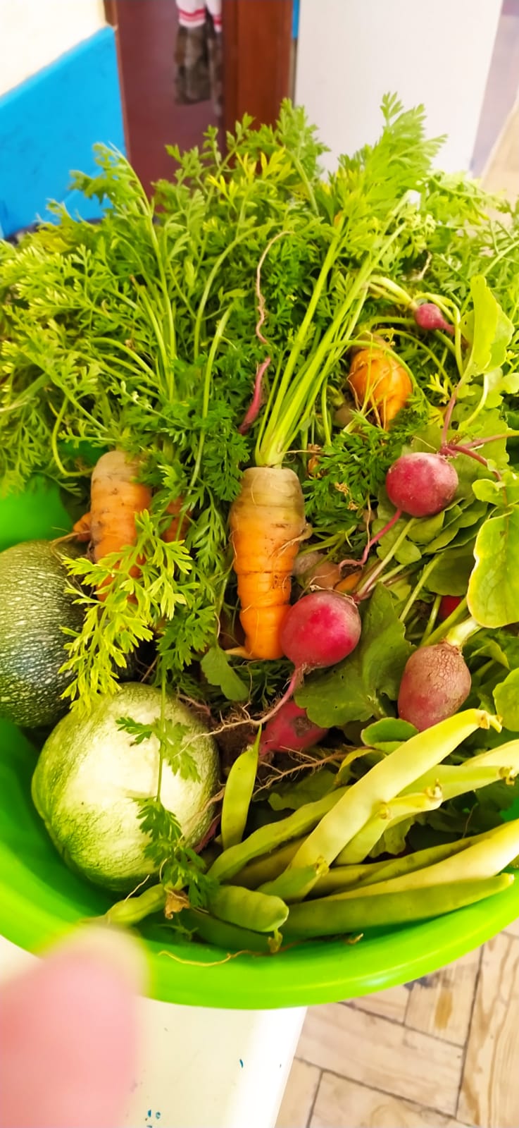 Os legumes colhidos na nossa horta, foram entregues no refeitório . Os alunos comeram-nos na sopa.