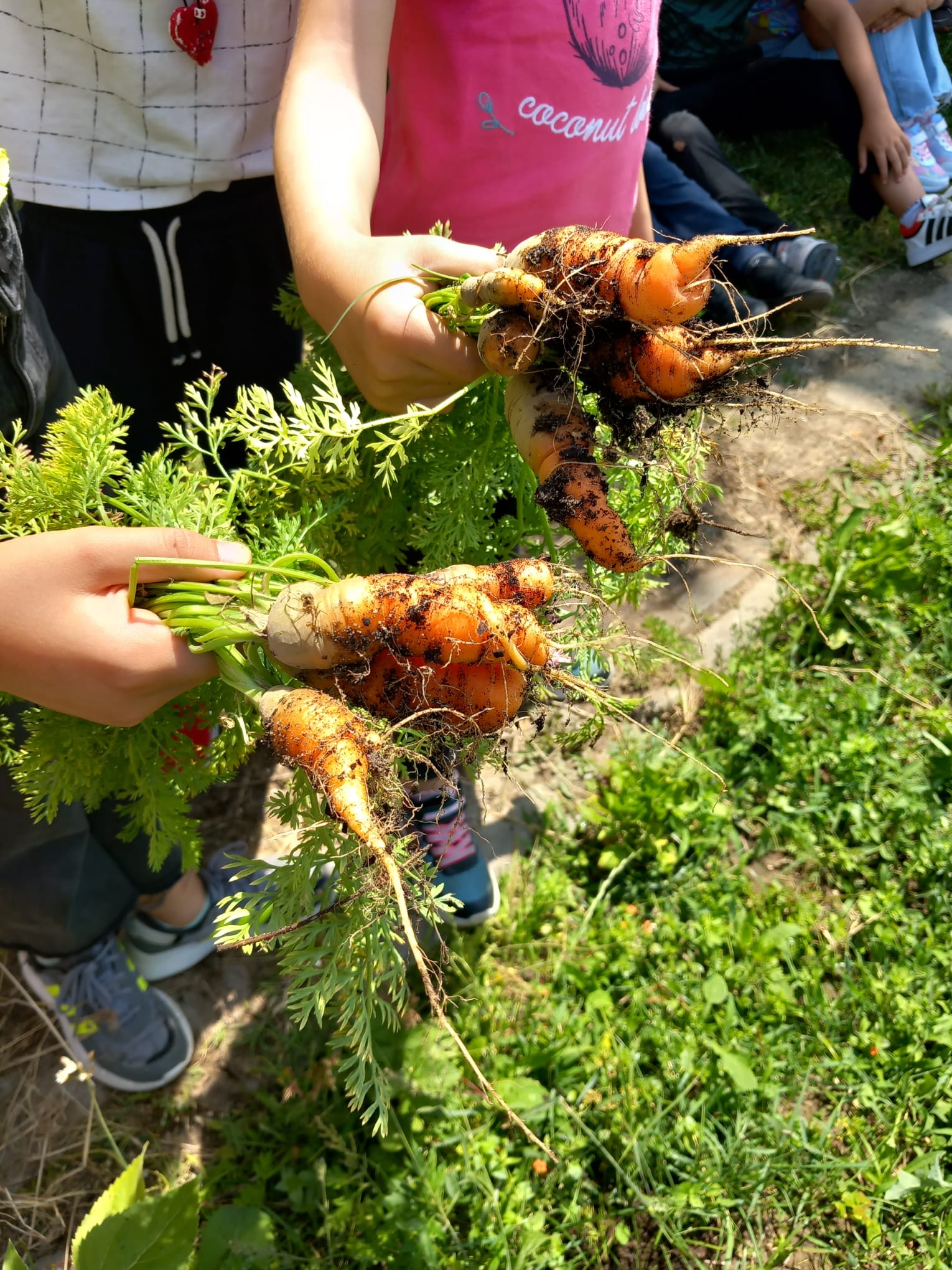 Os alunos com as cenouras colhidas.
