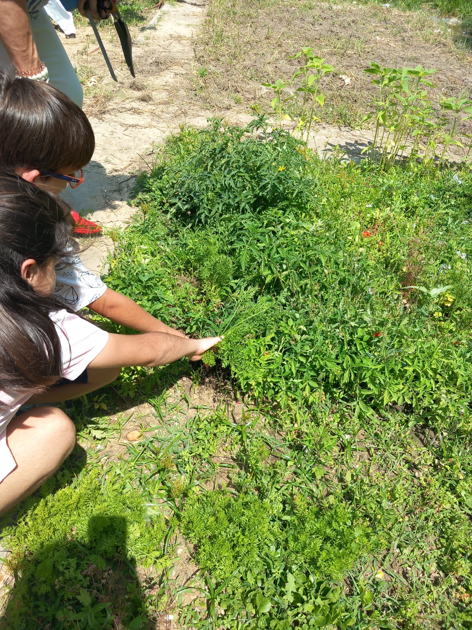 Os alunos a colherem os legumes ( cenouras).
