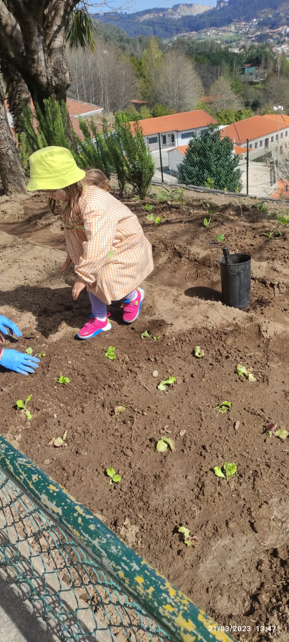 Plantação de alfaces com as crianças,em março na horta biologia