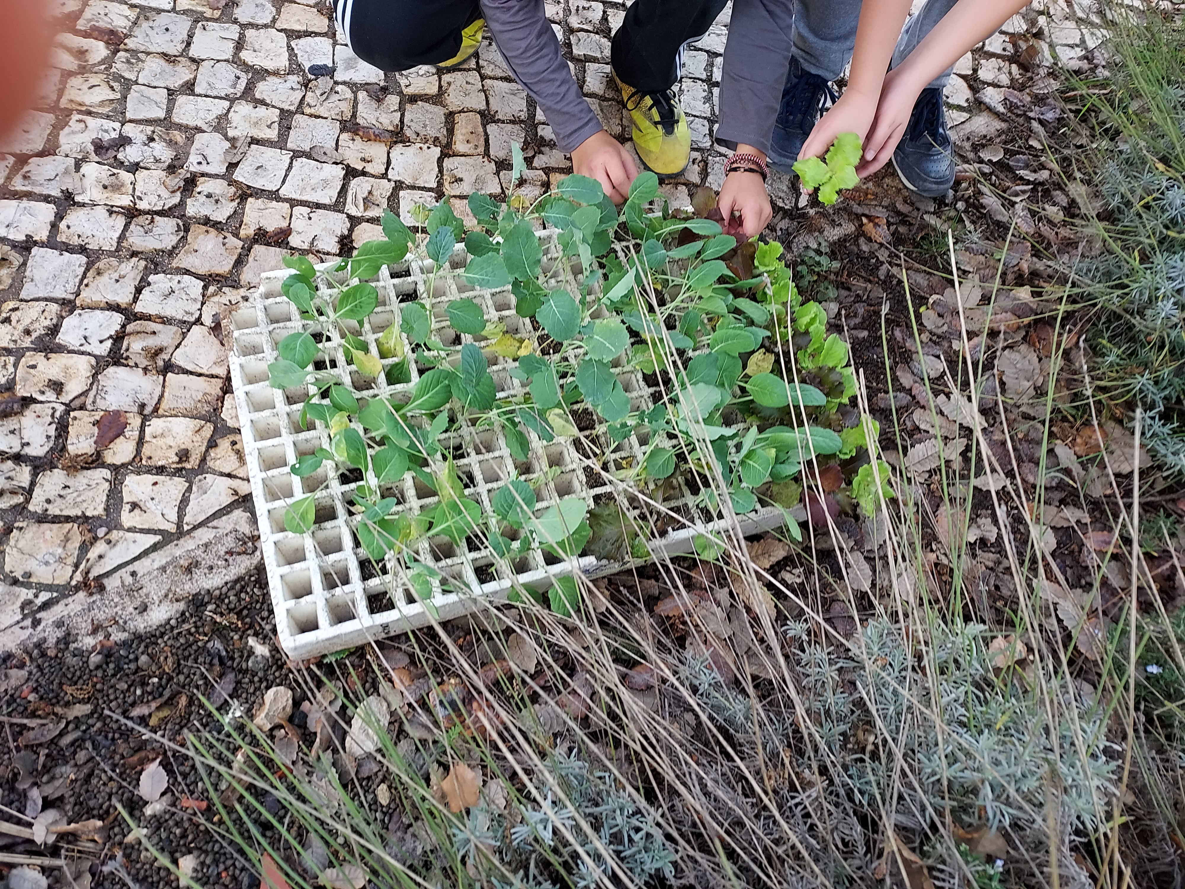 Plântulas
Com a colaboração de uma Encarregada de Educação, os alunos vão plantar couve- lombarda, brócolos, alfaces e semear favas, ervilhas e rabanetes.