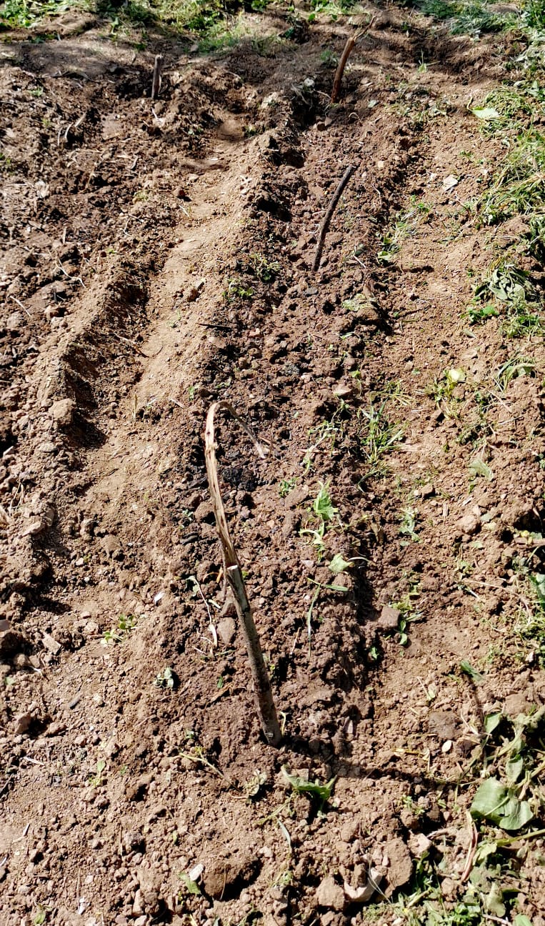 Cultura de abóboras - foram cultivadas sementes de abóbora, espaçadas e marcadas com um pau, para se saber o local exato onde regar.