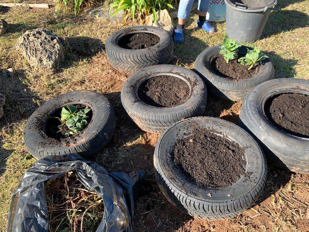 A nossa horta está organizada dentro de pneus...