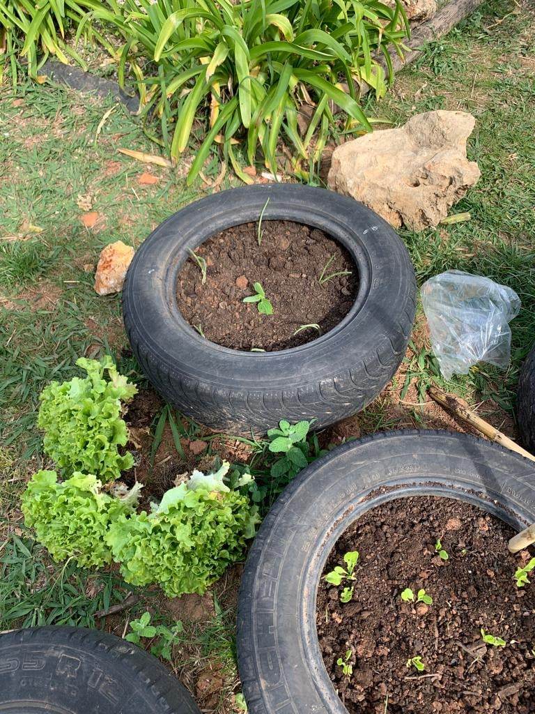 Apanhámos as alfaces e nos pneus que ficaram livres, plantámos cebolo e pepineiros.