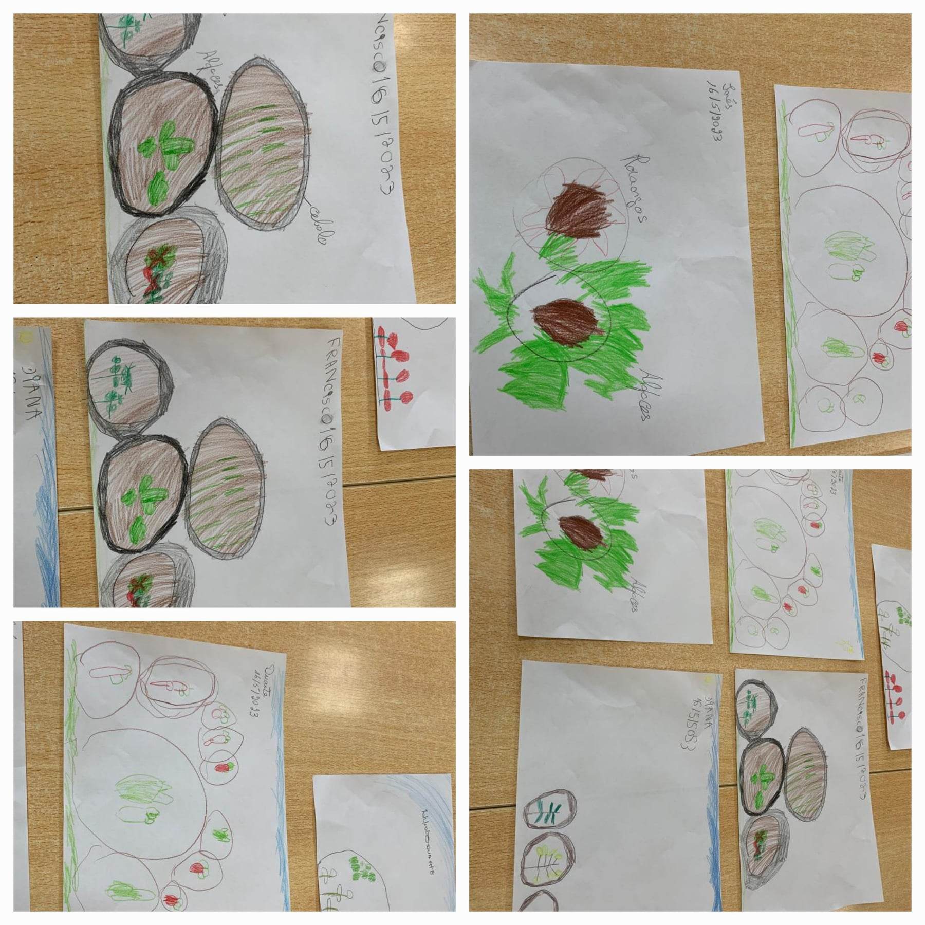 Desenhos da nossa horta, realizados na sala de aula.