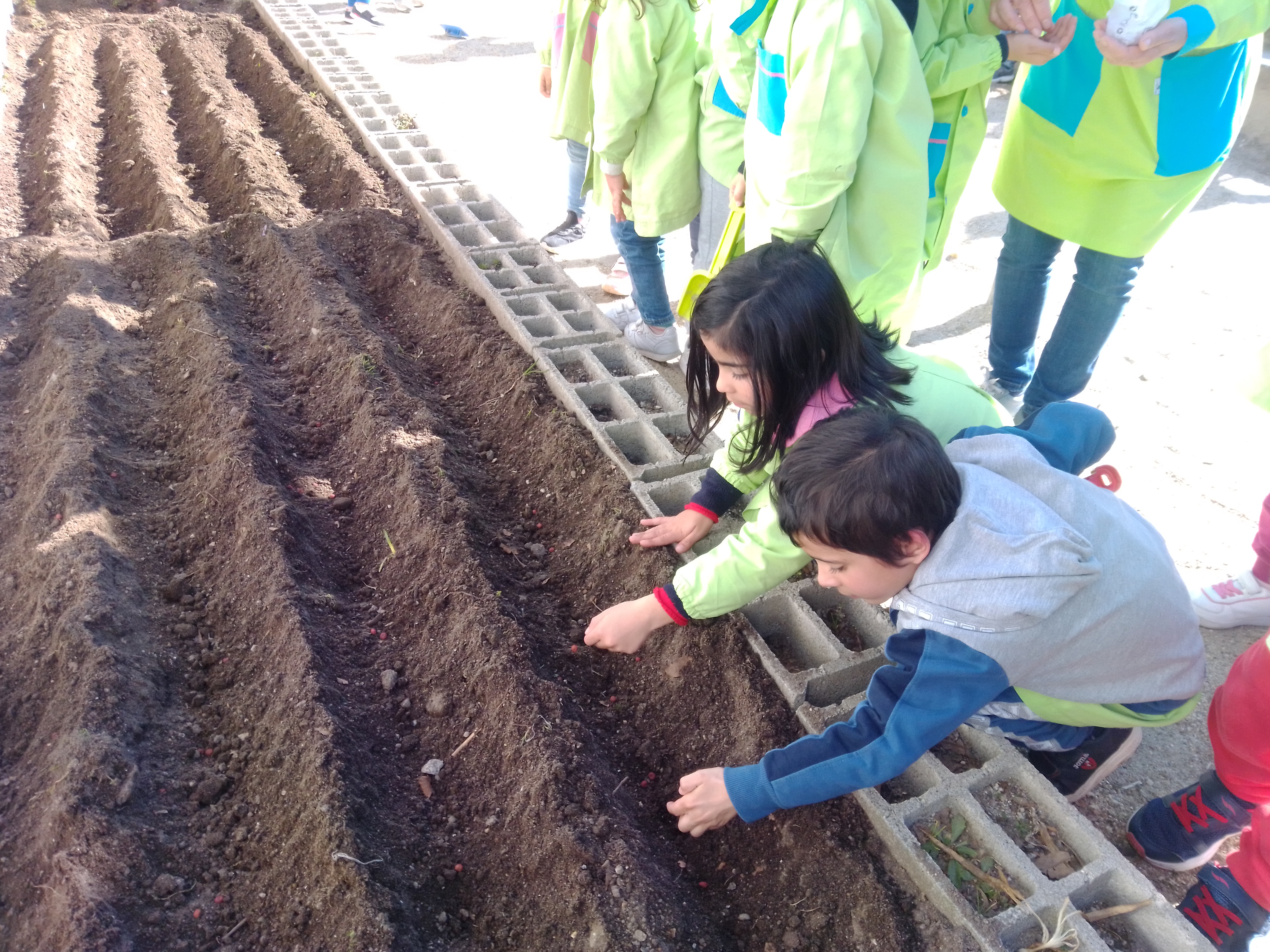 as crianças ajudaram a tirar as pedras e pequenas raízes para colocar as sementes...