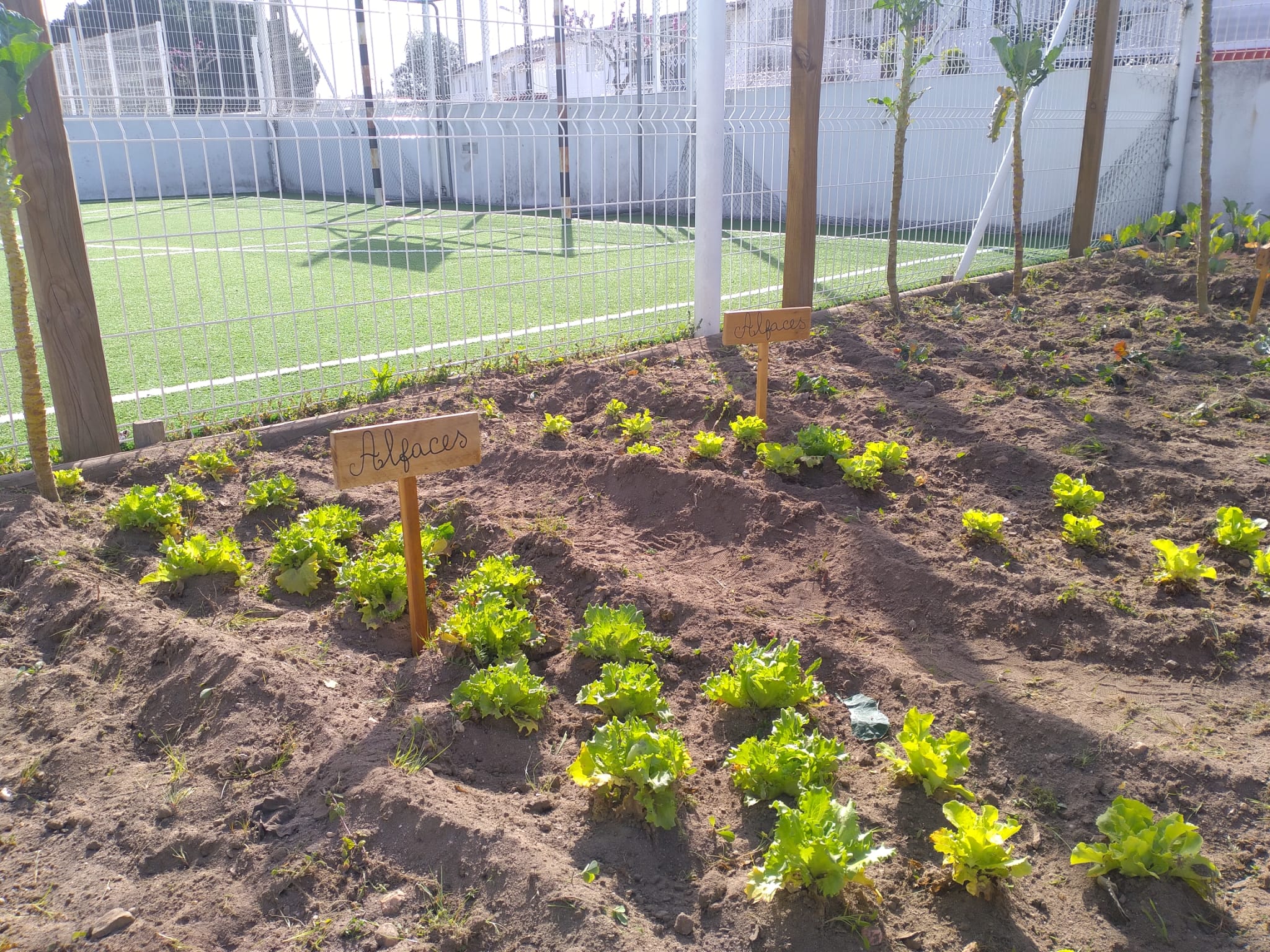 Imagem  parcial da horta da escola cuidada.