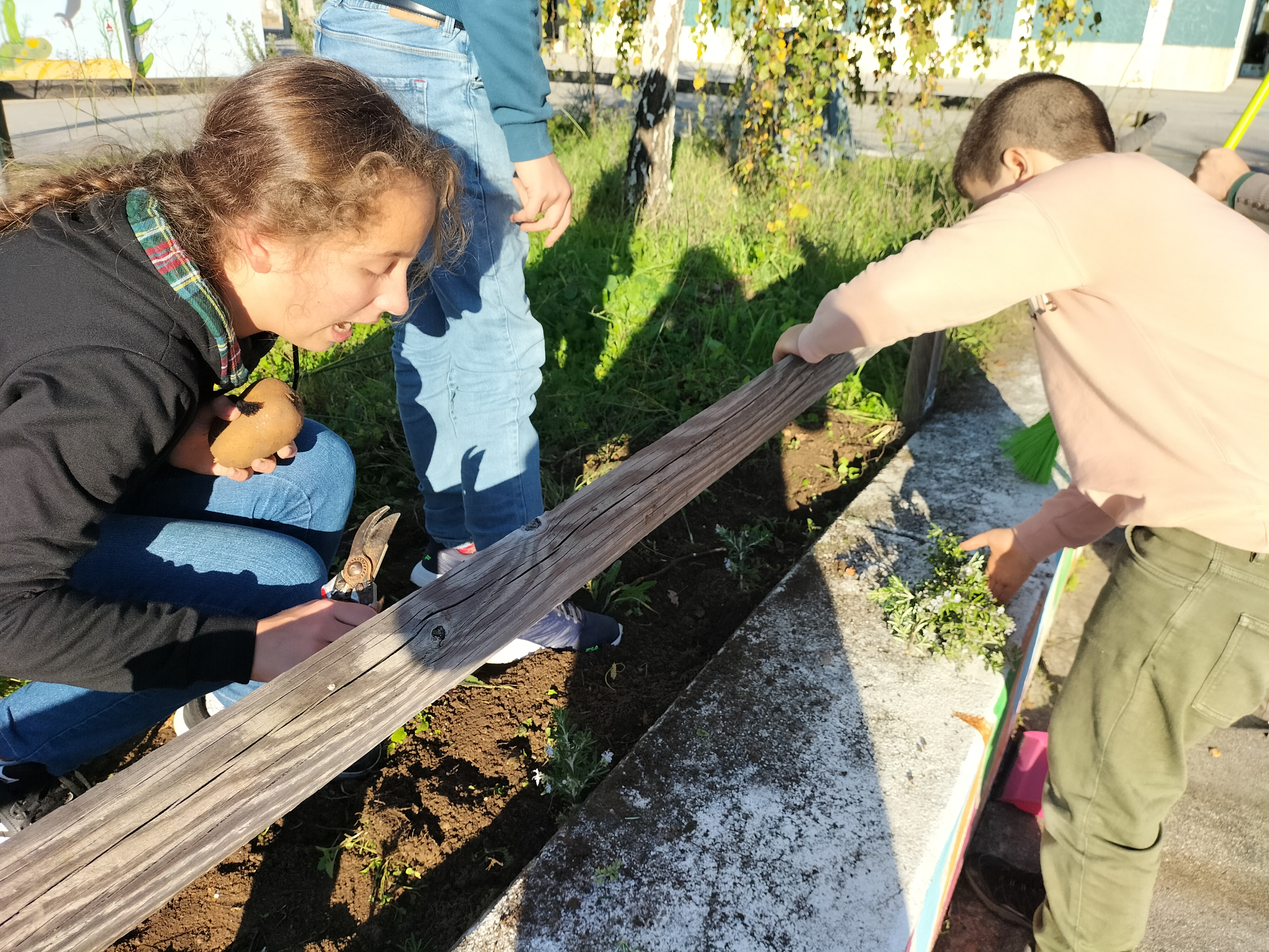 Os alunos decidiram plantar alecrim como vedação da parcela.
Também foi necessário remover as ervas daninhas.