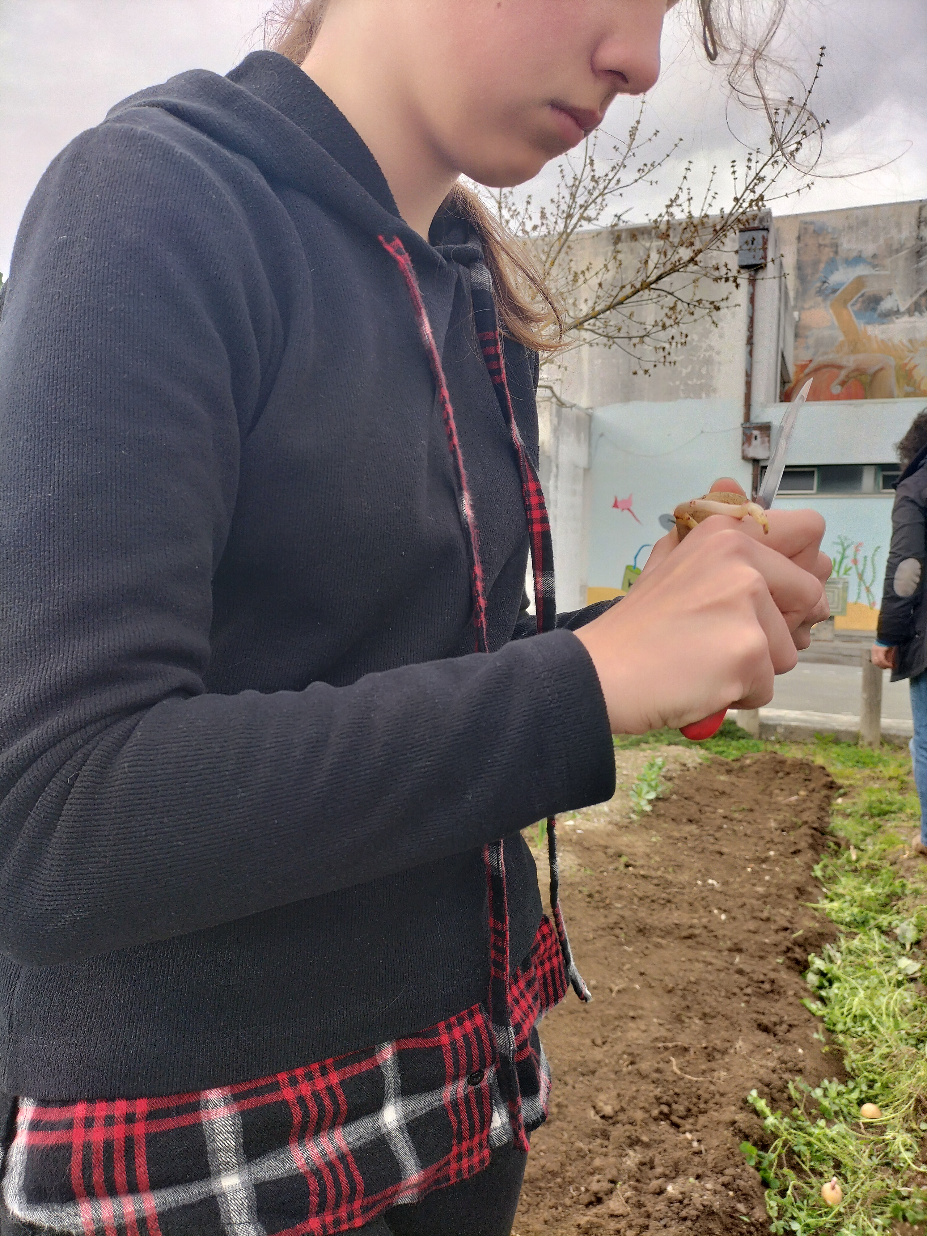 Os alunos aprendem a cortar a batata para plantar