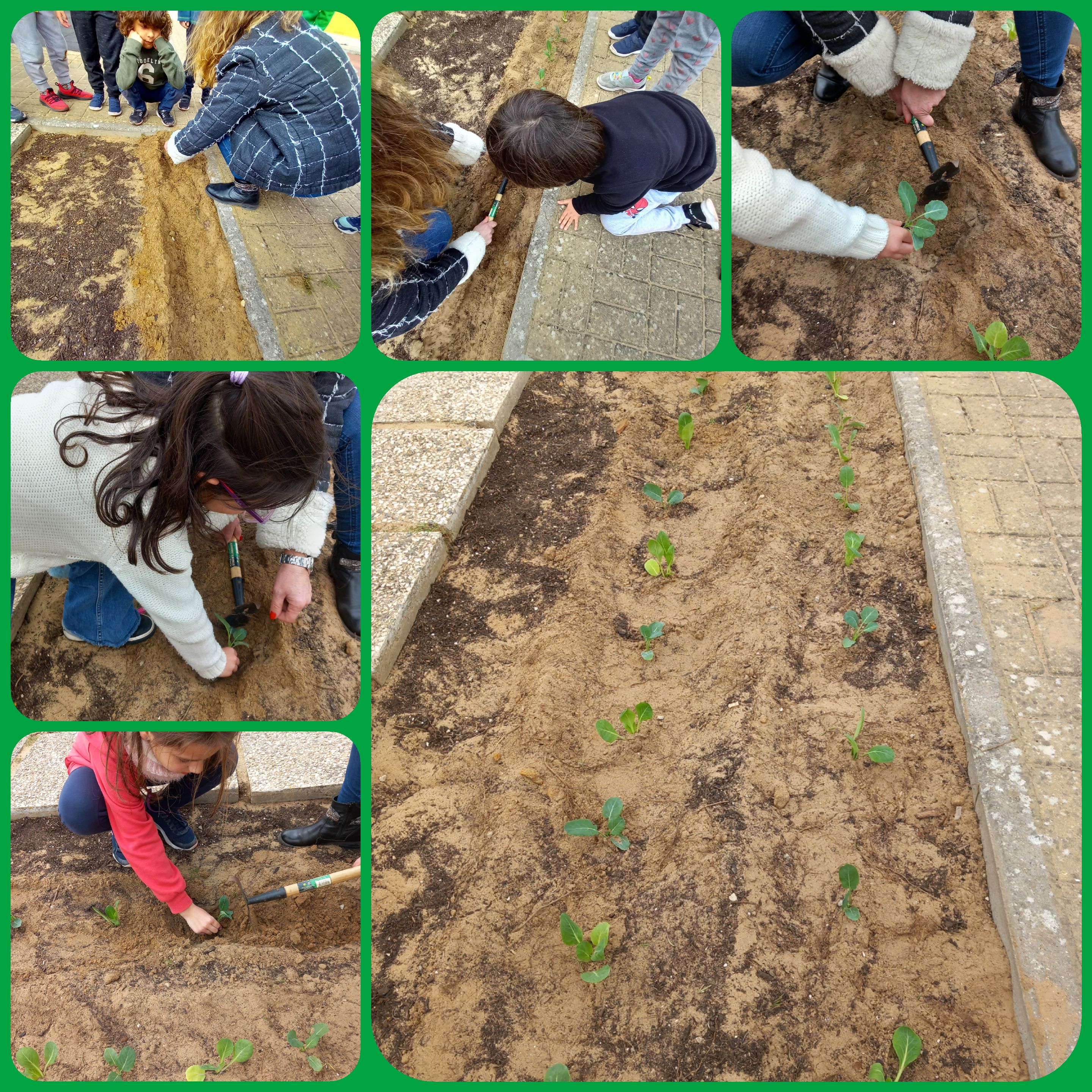 O primeiro dia que plantamos nos nossos canteiros: alfaces, brócolos, couves galegas...