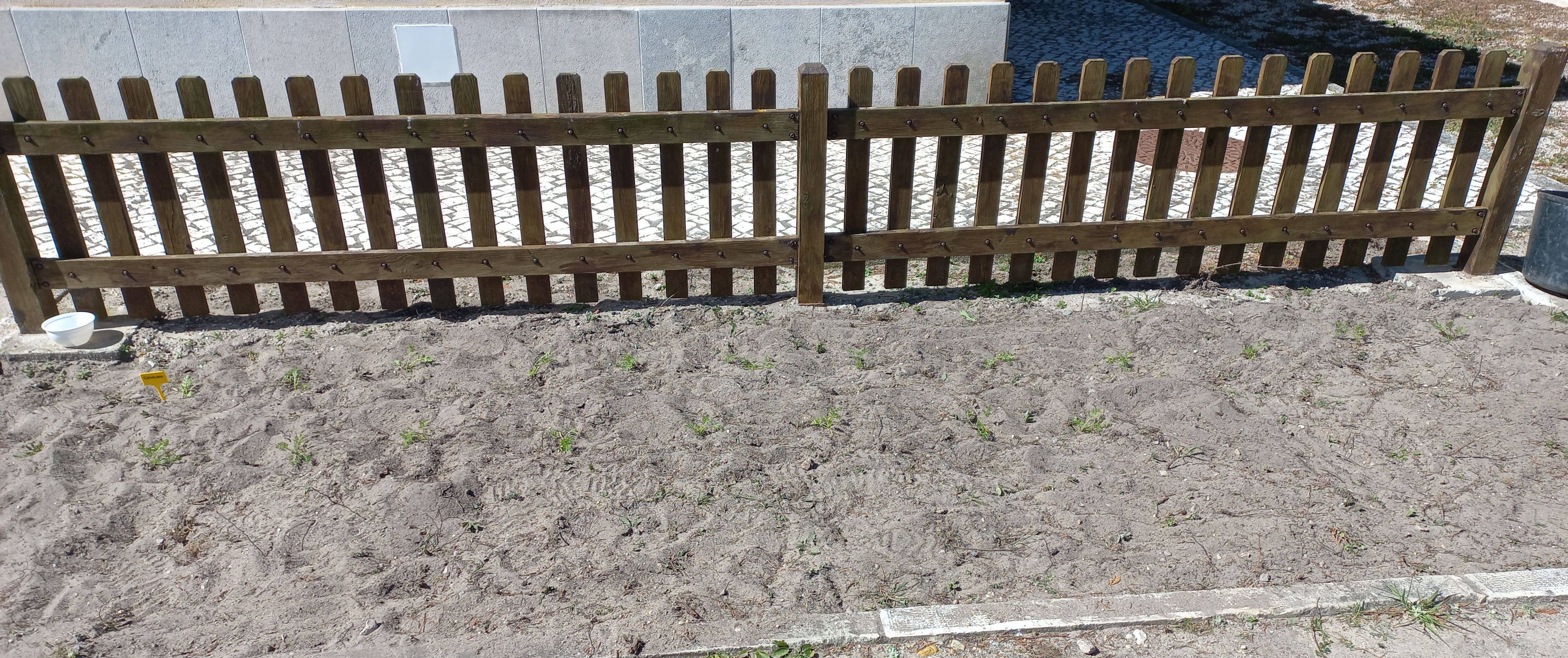 Canteiro com cenouras plantadas em Março. Sistema de rega gota a gota.
