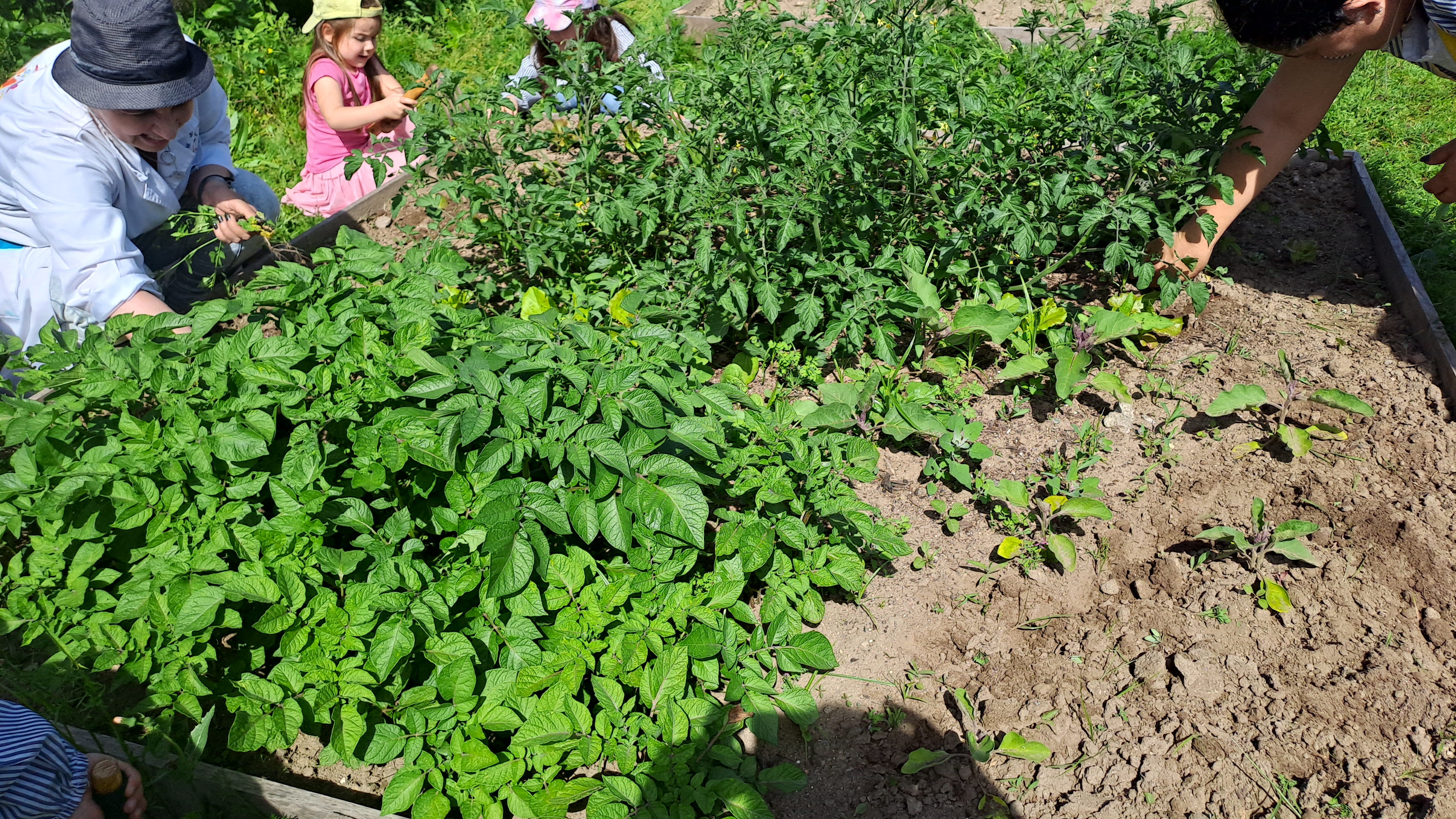 As batatas trazidas por uma das crianças e o tomate cherry crescem bem. No entanto devemos retirar as ervas daninhas e verificar se existe algum tipo de praga.