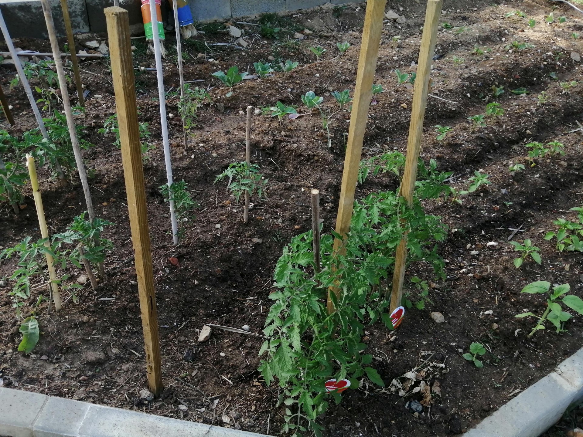 aspeto do plantio de tomates em maio