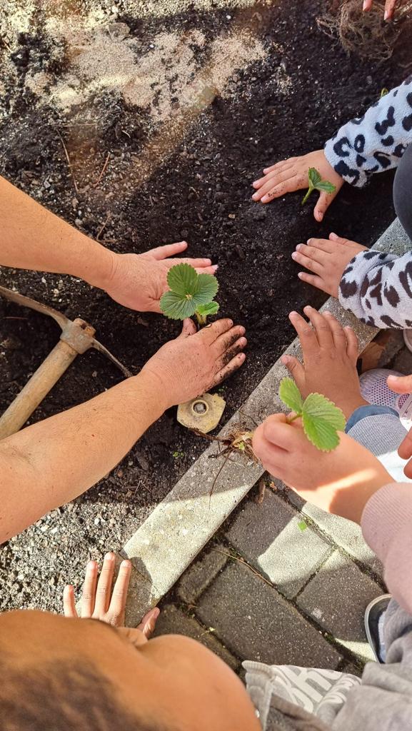 A foto representa a plantação de morangueiros pela Brigada da Hortinha. Os alunos manifestaram um grande entusiasmo nesta atividade, pois gostam muito do fruto.