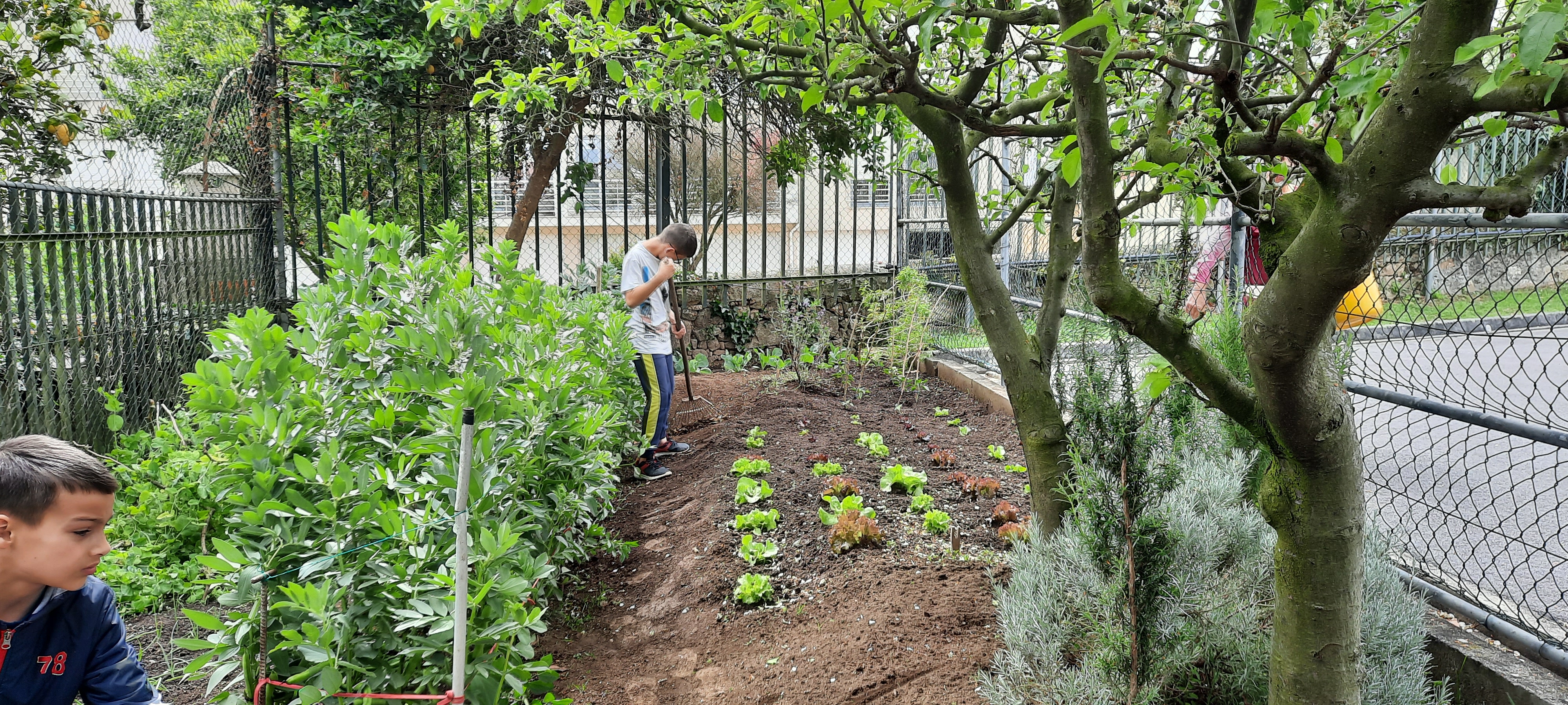 horta constitui uma ferramenta pedagógica que possibilita discussões sobre meio ambiente, qualidade de vida, aquisição de hábitos alimentares saudáveis
