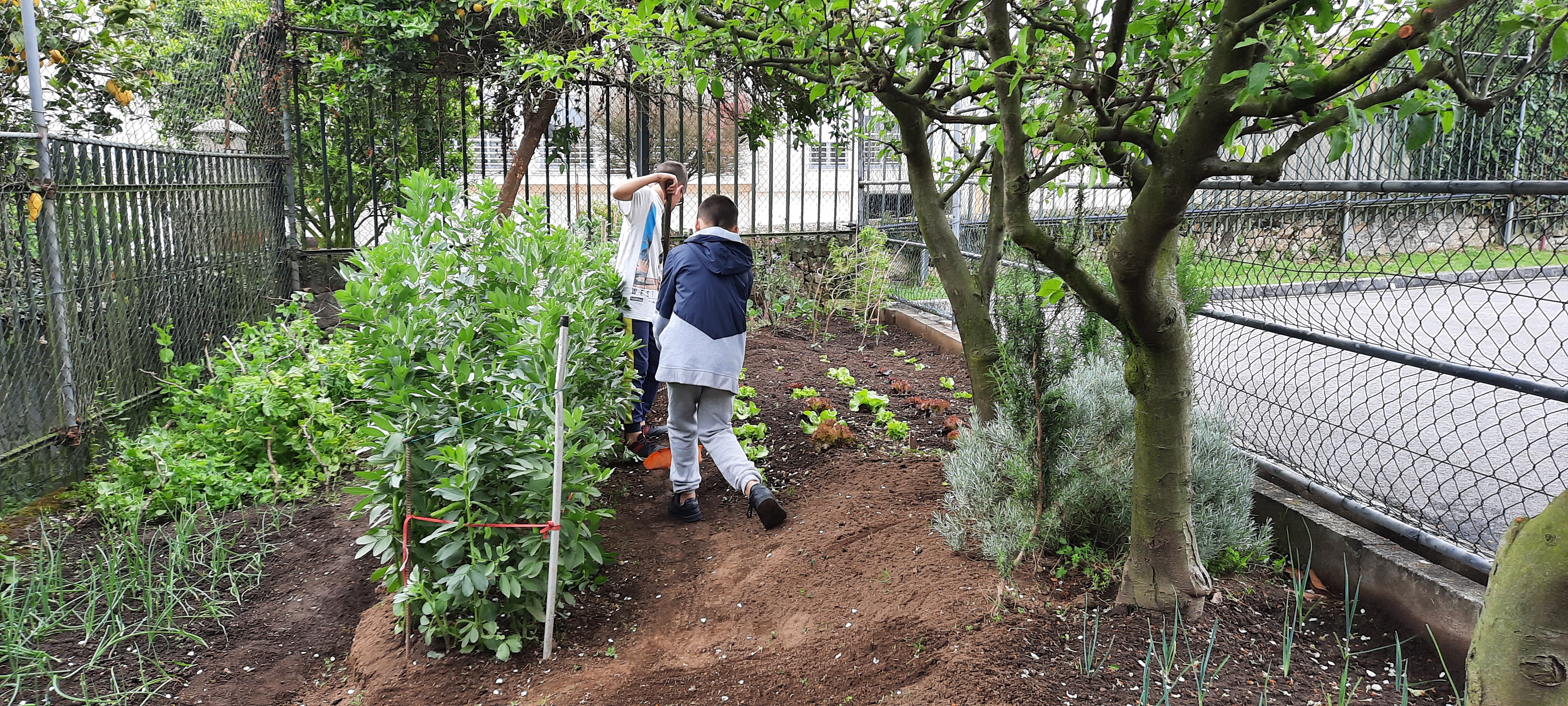 envolvimento dos alunos na manutenção da horta