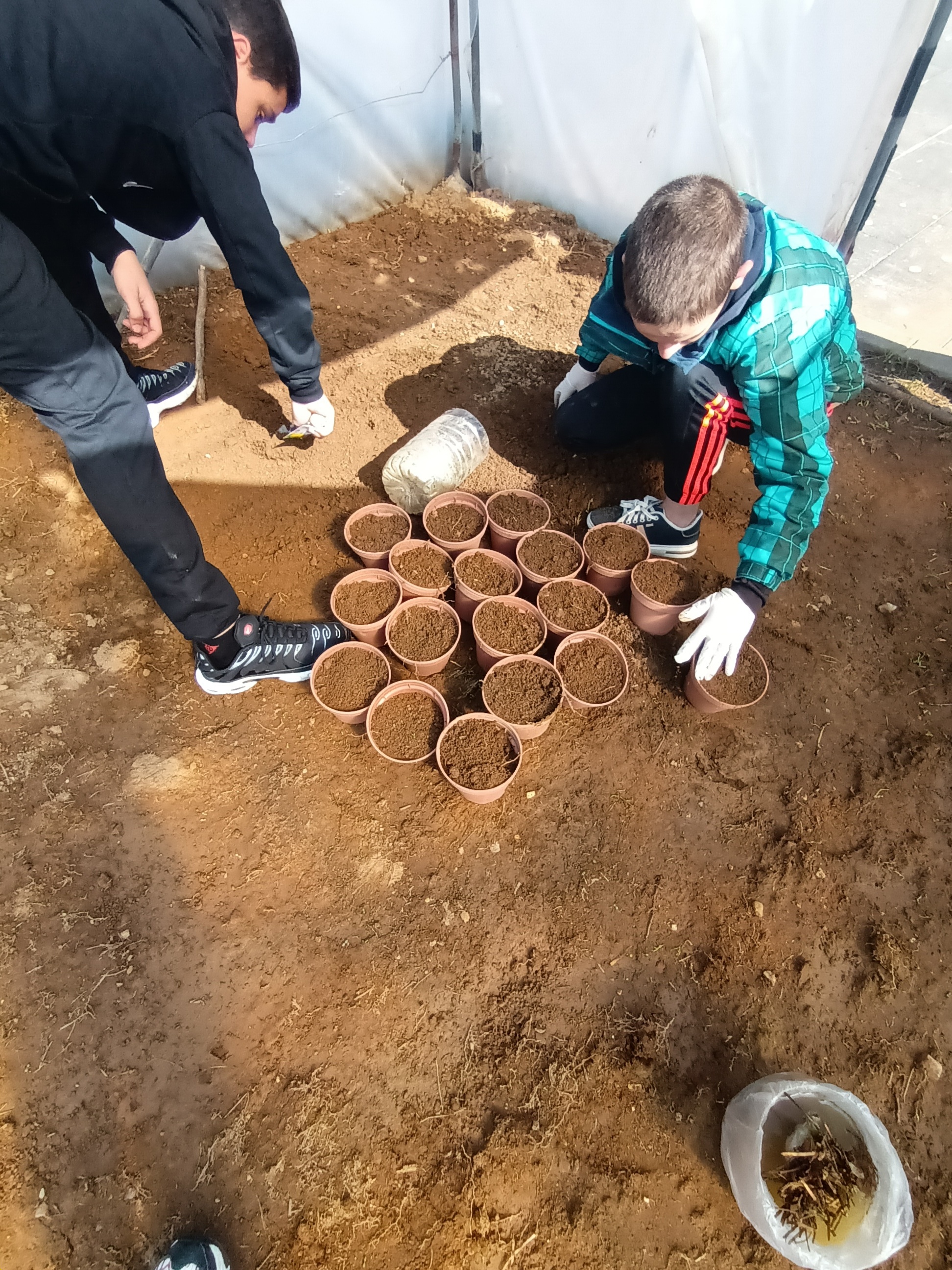 Os alunos do Ensino Especial estão a preparar os vasos para plantação de morangueiros dentro da estufa.