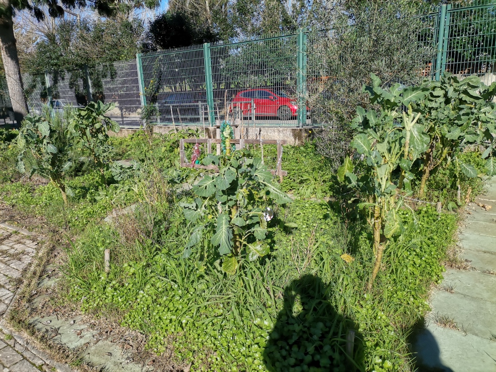 Espaço da horta pedagógica das turmas do 1º ciclo em janeiro de 2023, ainda com alguns vegetais do ano anterior (legumes, frutas, ervas aromáticas)