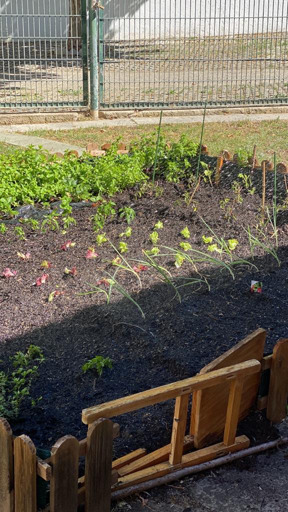 Plantio iniciado, com rega realizada pelos alunos e acompanhamento do crescimento dos vegetais.